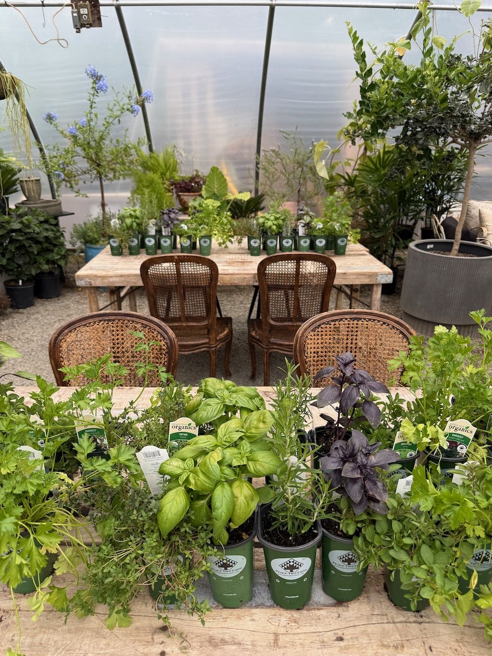 Organic herbs on a wooden table in a greenhouse for a planting workshop by The Backyard Garden Co. at la serra gardens