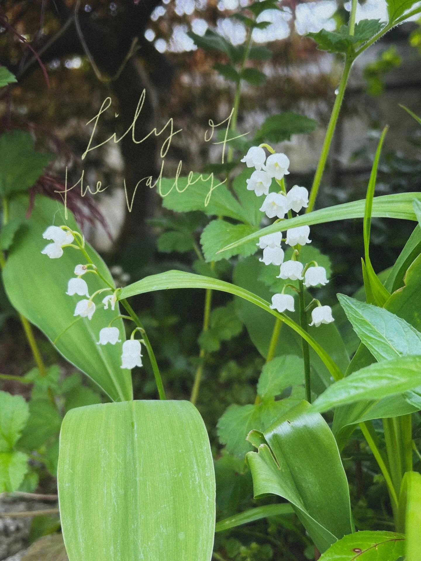 It&rsquo;s been lovely seeing the lily of the valley popping up in my garden over the last few weeks, noticing it before it&rsquo;s gone for another year. 

May is the perfect month to send this little card to someone you love 🤍