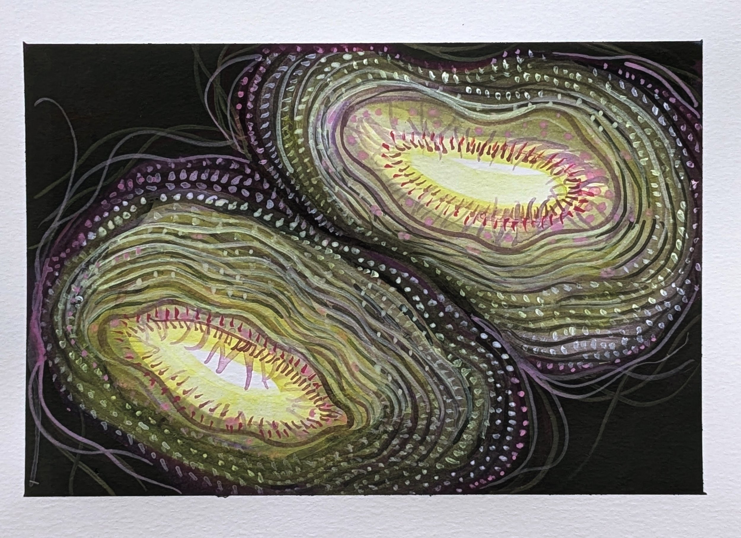 Ocean Series Anemones