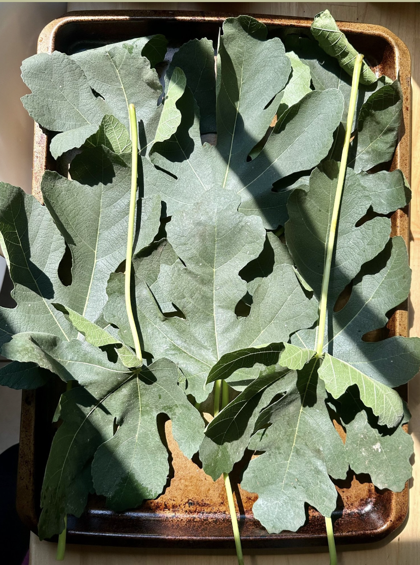 roasted fig leaves