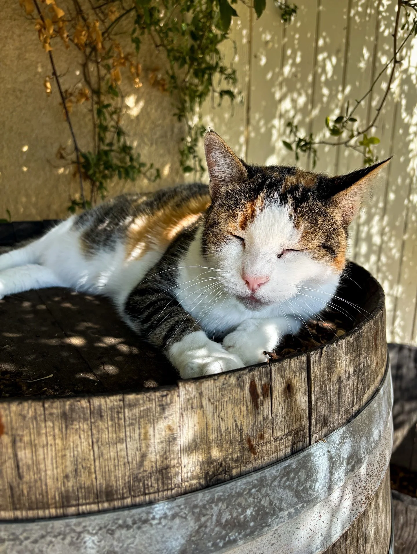 Our favorite French cat, Moggy, asked us to stay home and safe today! We hope you&rsquo;re safe too ❤️ See you soon and more business hour updates to come ❤️ We are CLOSED tonight ❌