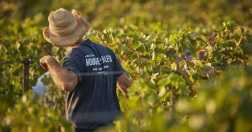 Our house winemaker is en route. Meet &amp; Greet the keeper of the vines this Friday, March 20th 🍇

Join us for a guided tasting with viticulturist Thomas Bertrand of @domainerougebleu . We will be sampling five of our house wines, paired with smal