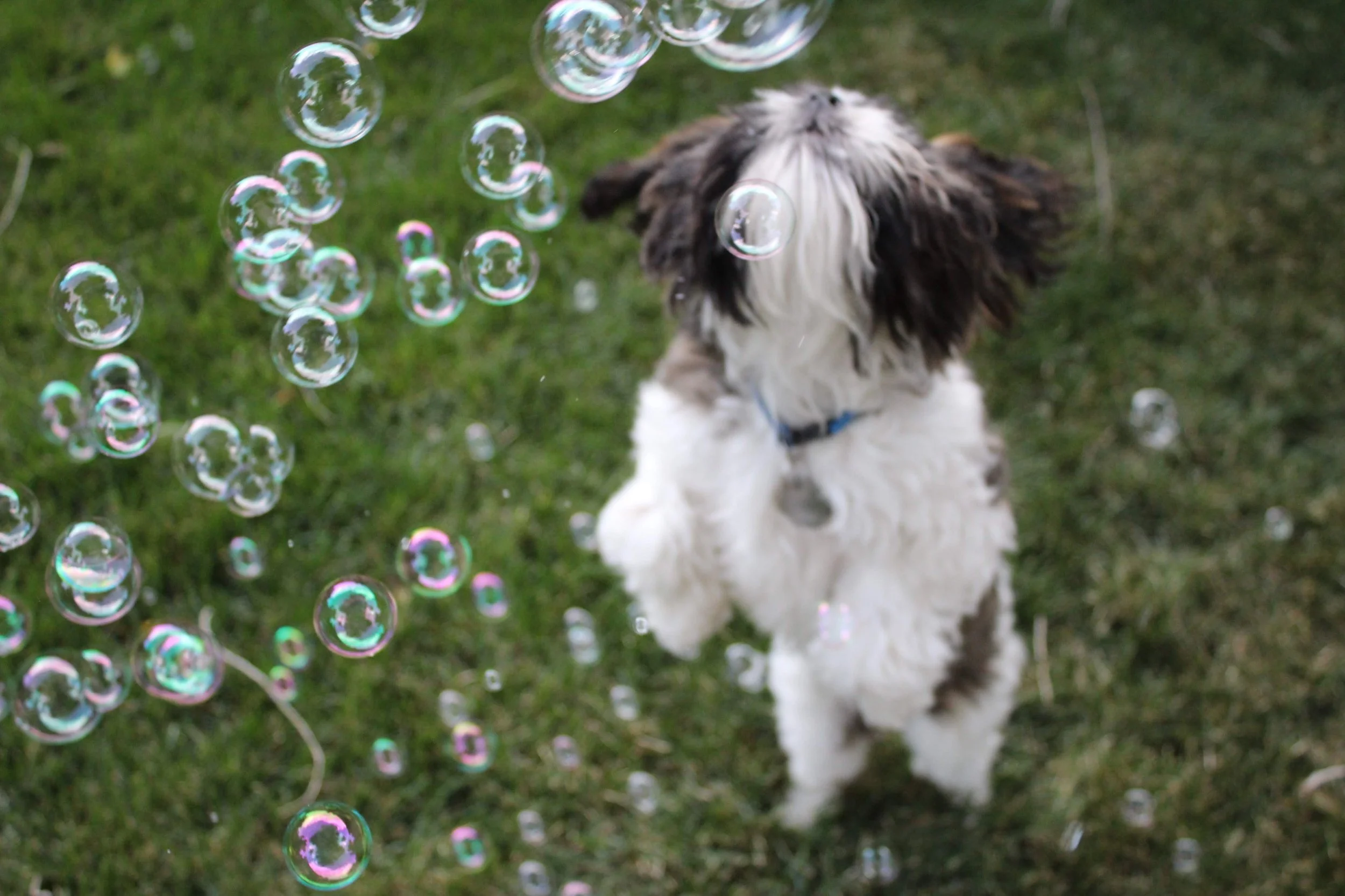 colorado springs | august 2015