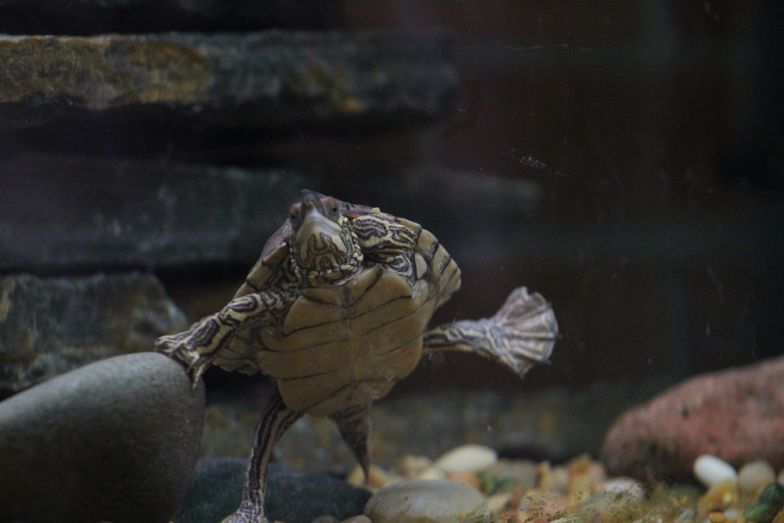 cheyenne mountain zoo | february 2016