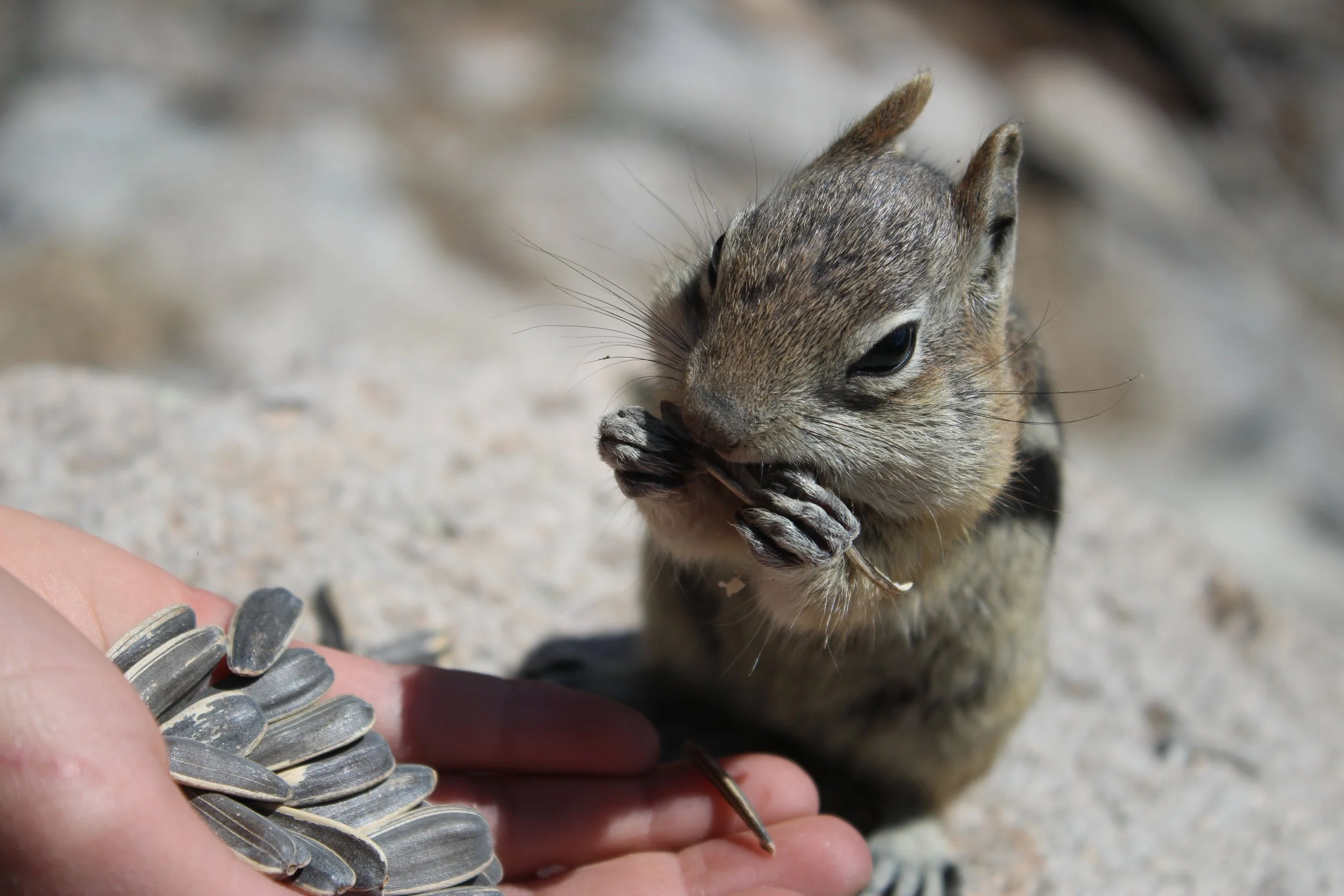breckenridge | june 2016 