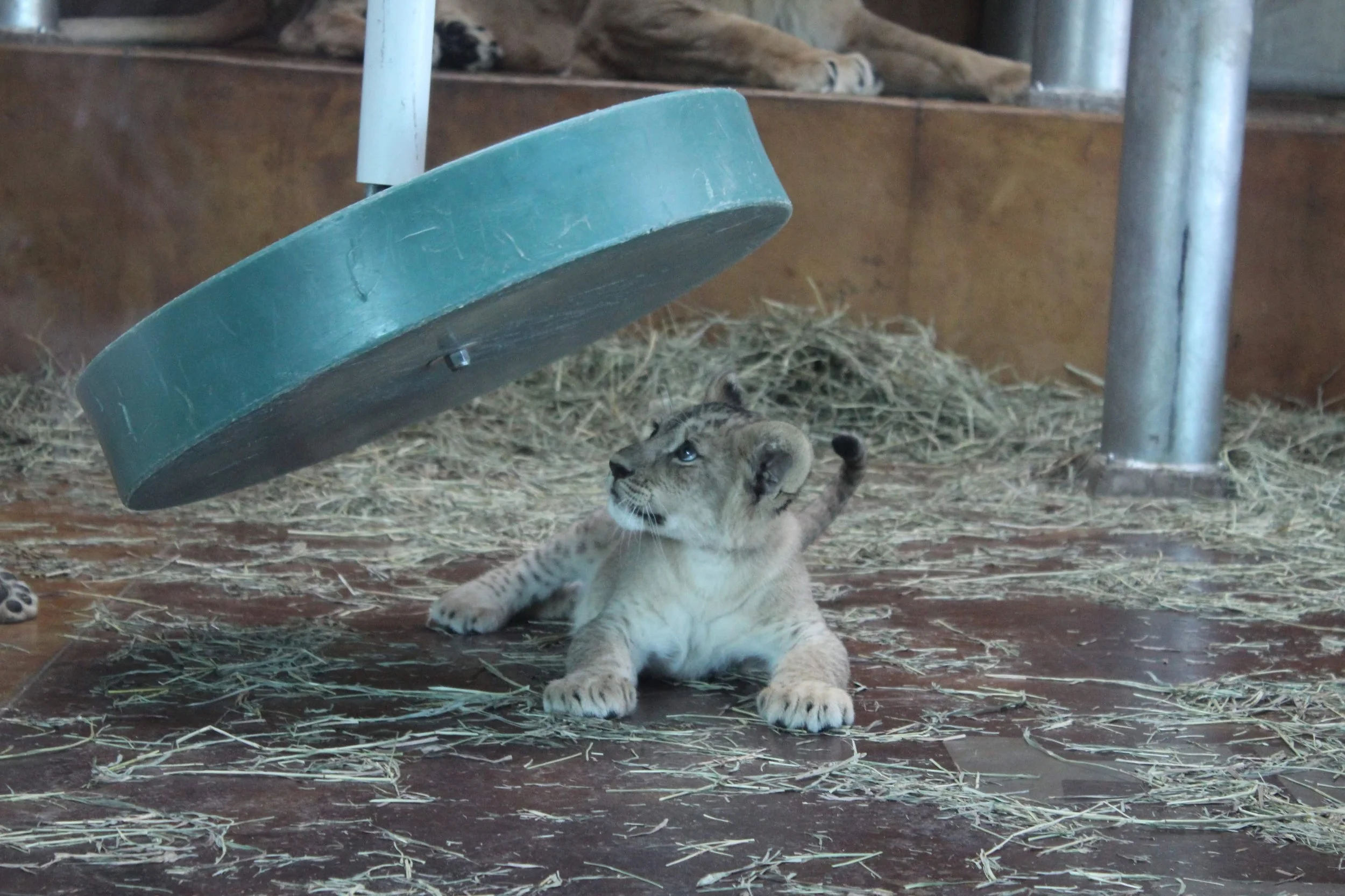cheyenne mountain zoo | august 2015 