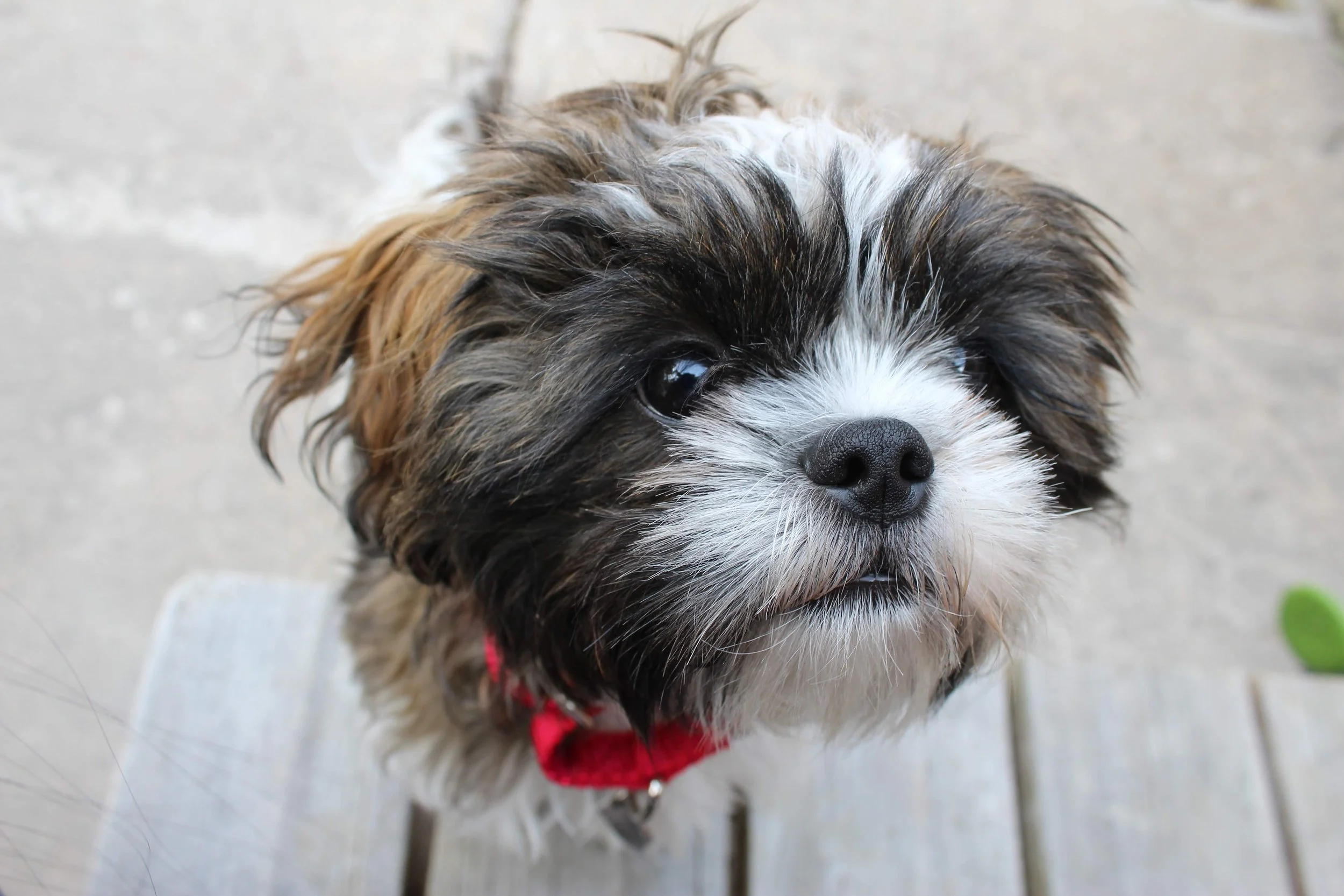 colorado springs | august 2015