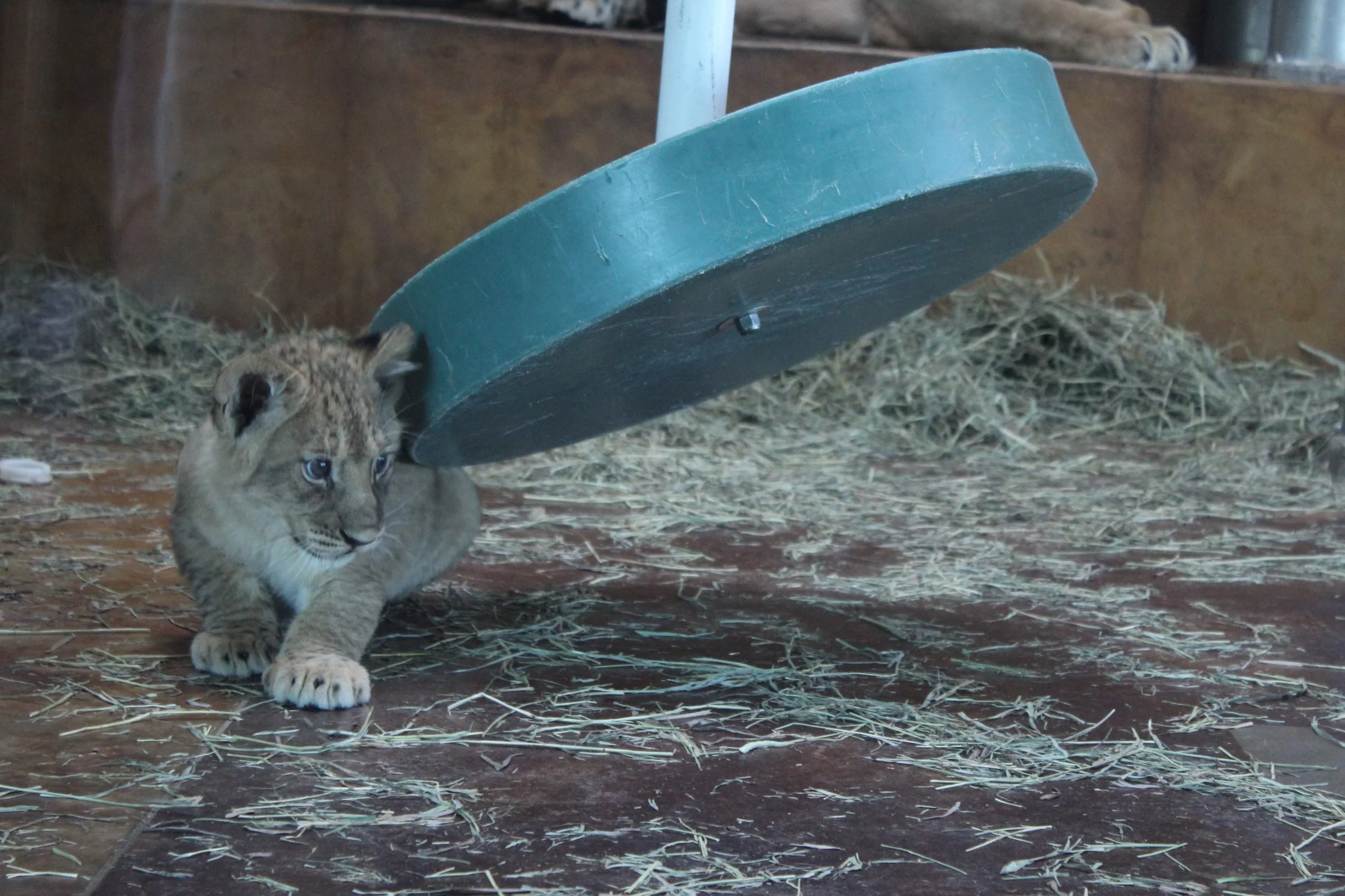 cheyenne mountain zoo | august 2015 