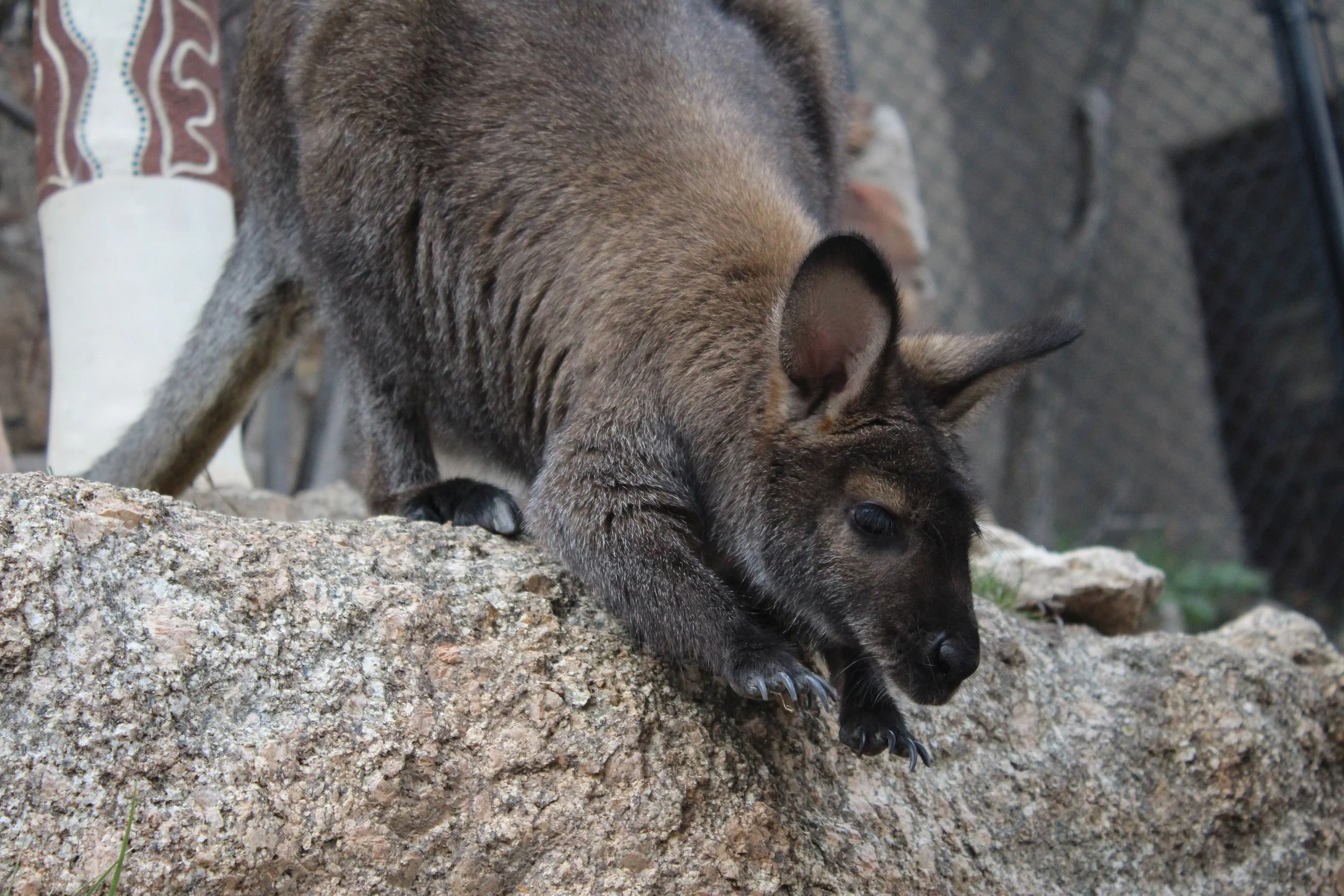 cheyenne mountain zoo | may 2016