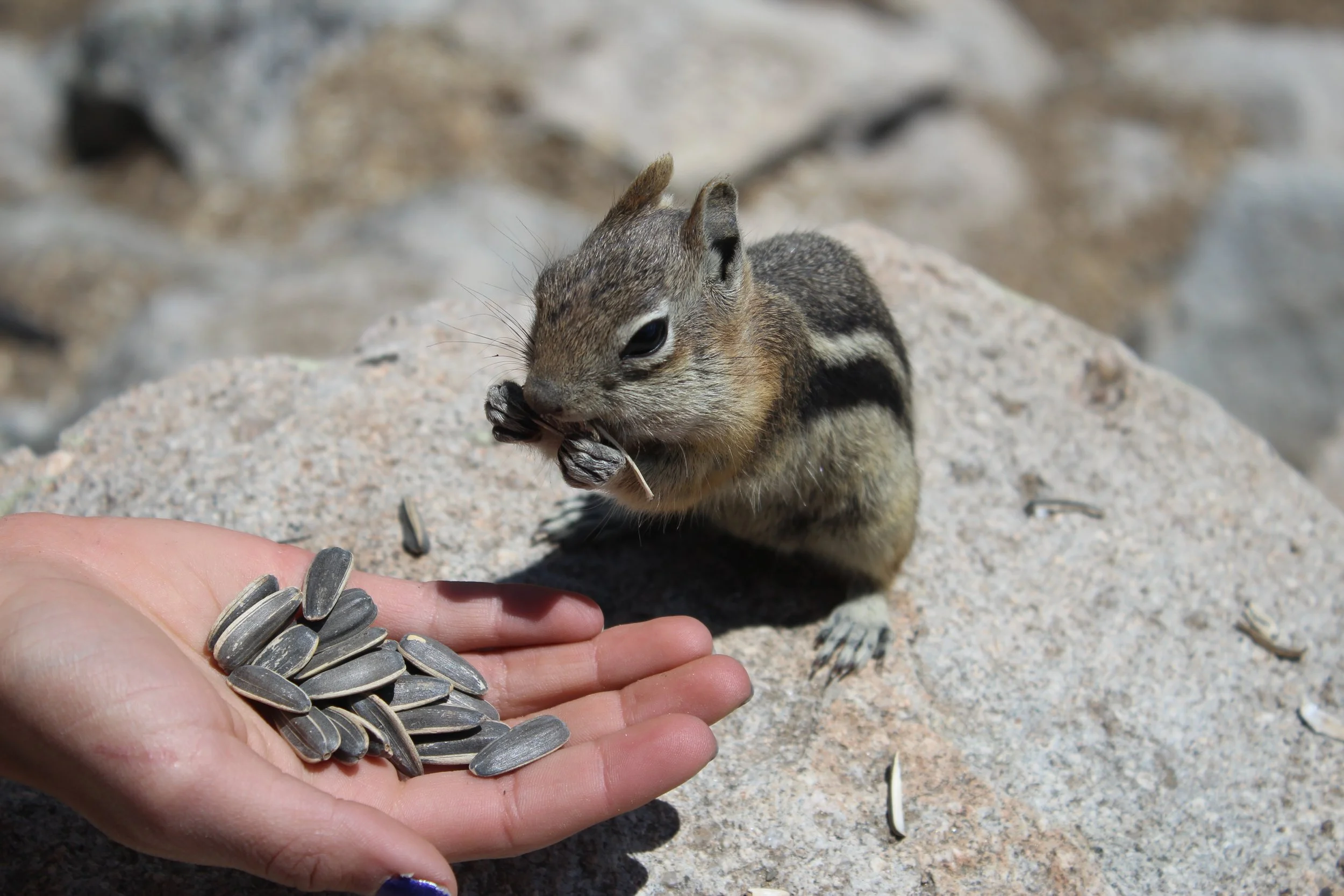 breckenridge | june 2016