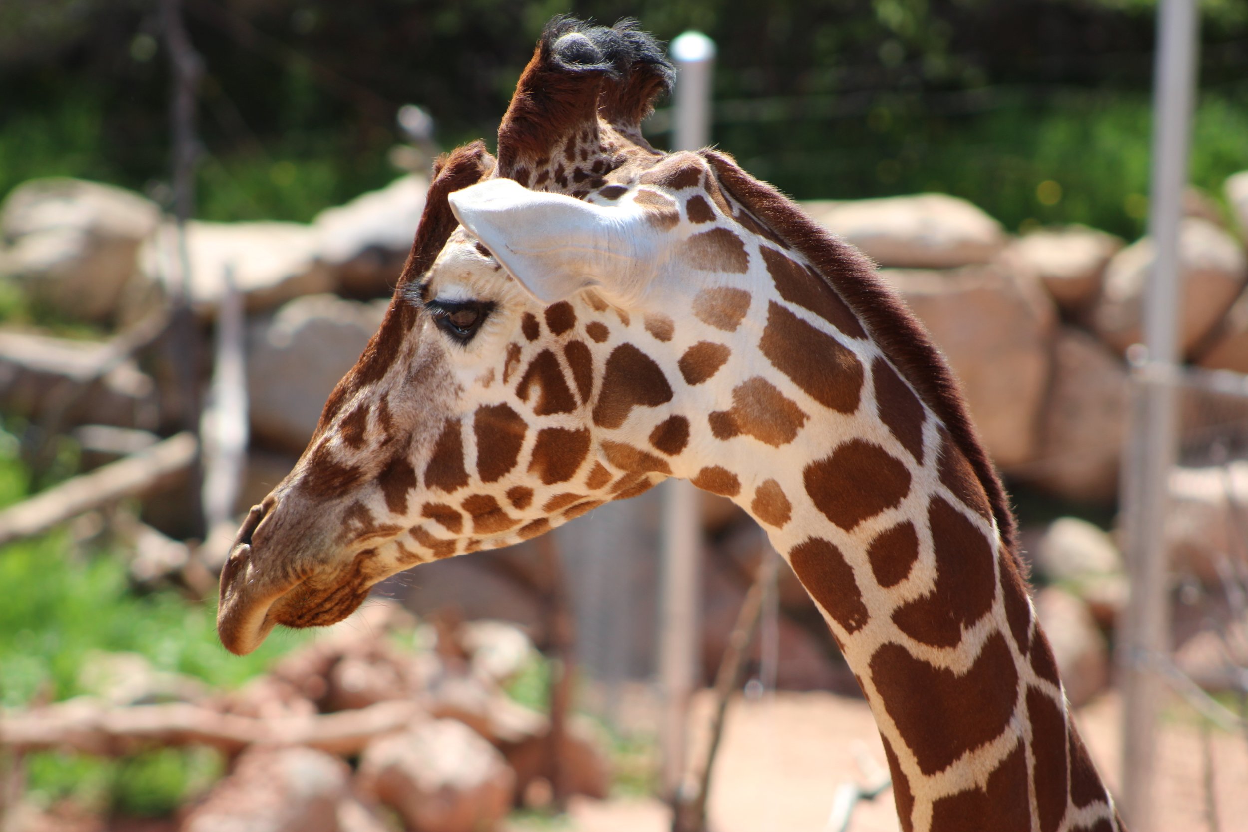 cheyene mountain zoo | may 2017