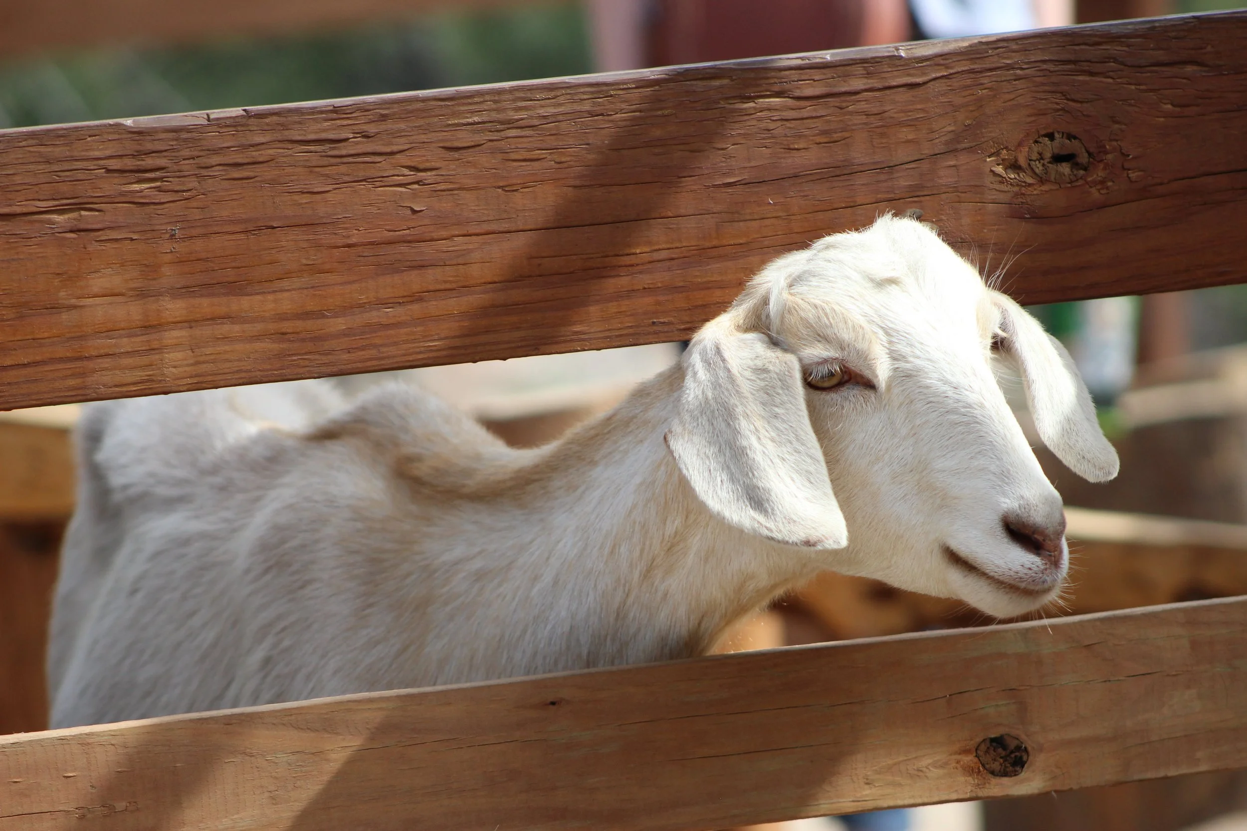 cheyenne mountain zoo | may 2017 