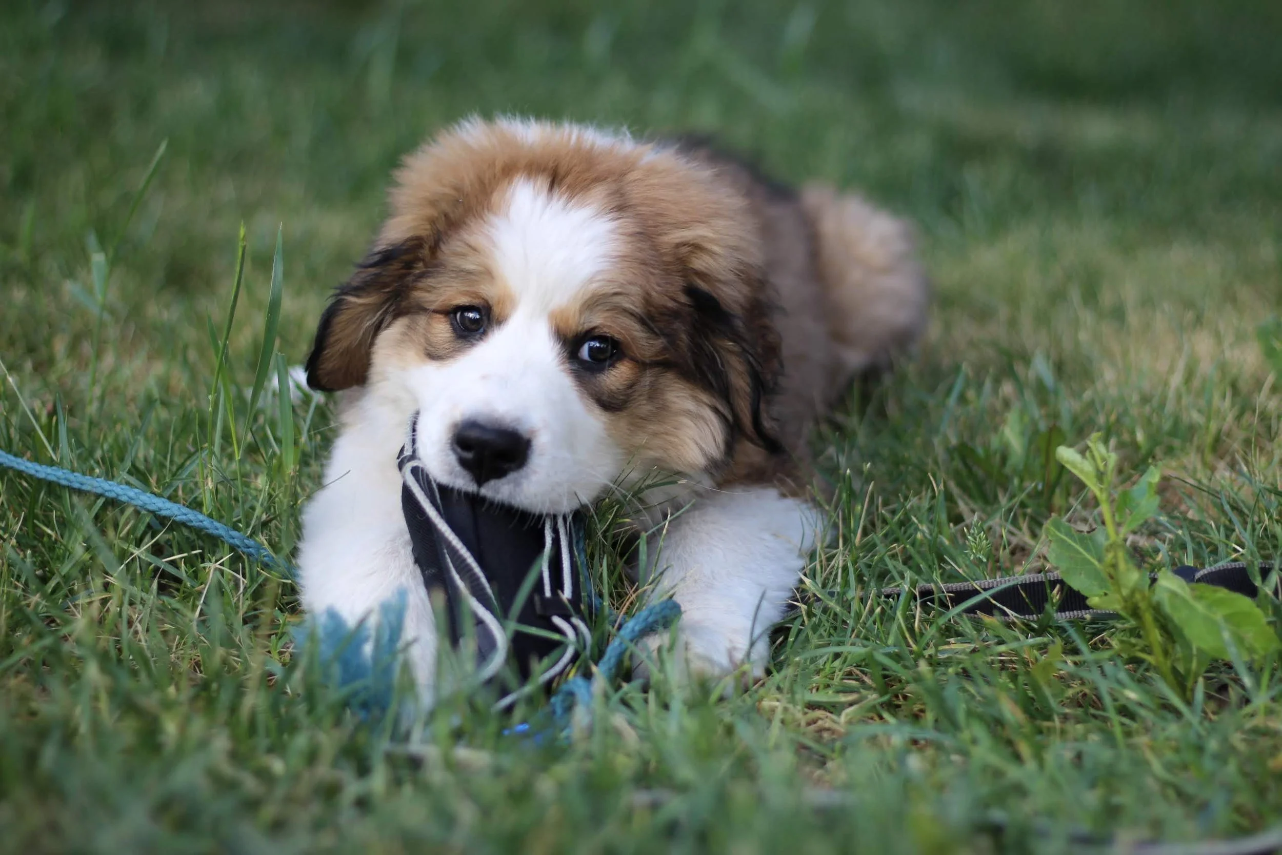 breckenridge | july 2017 