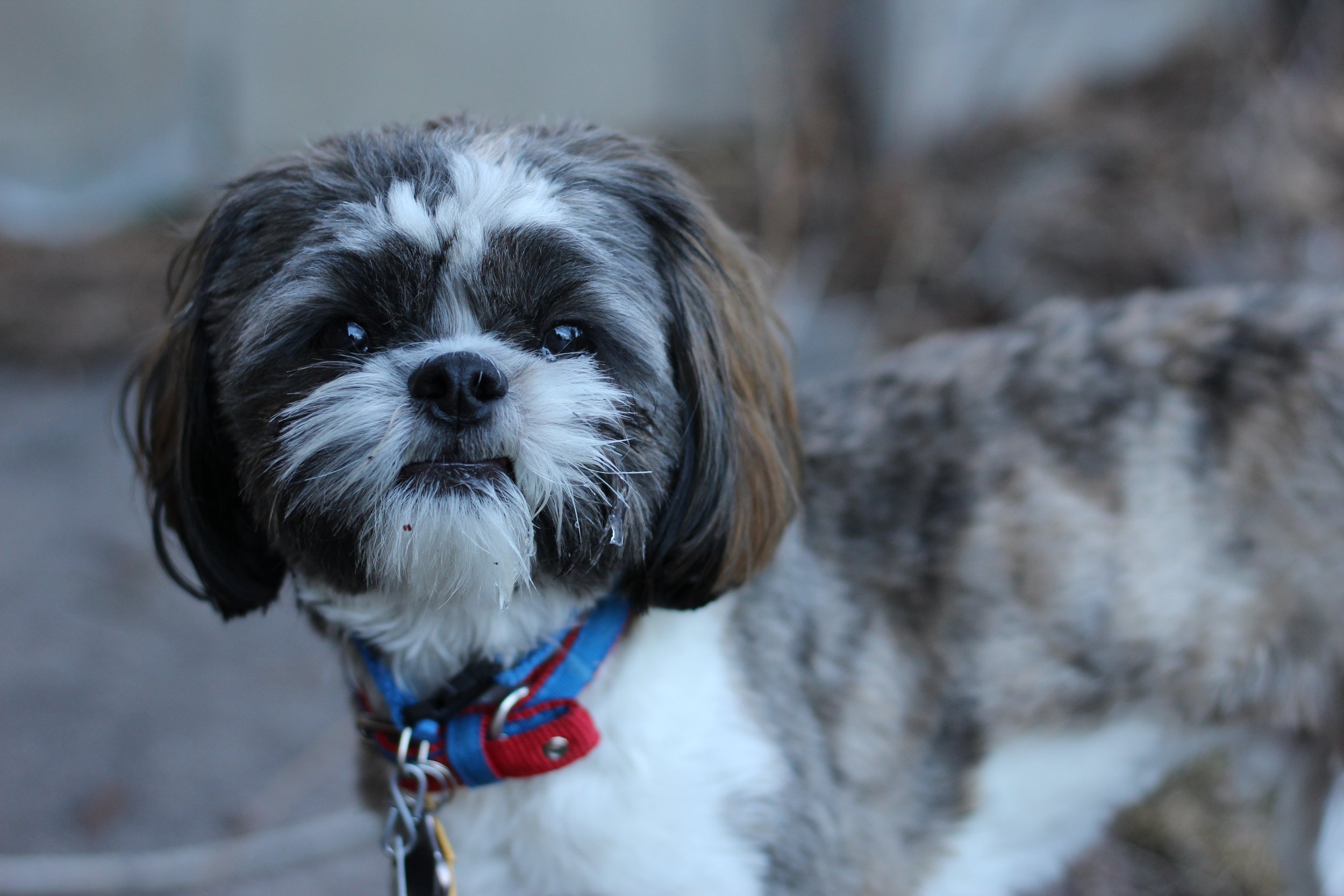 colorado springs | february 2016