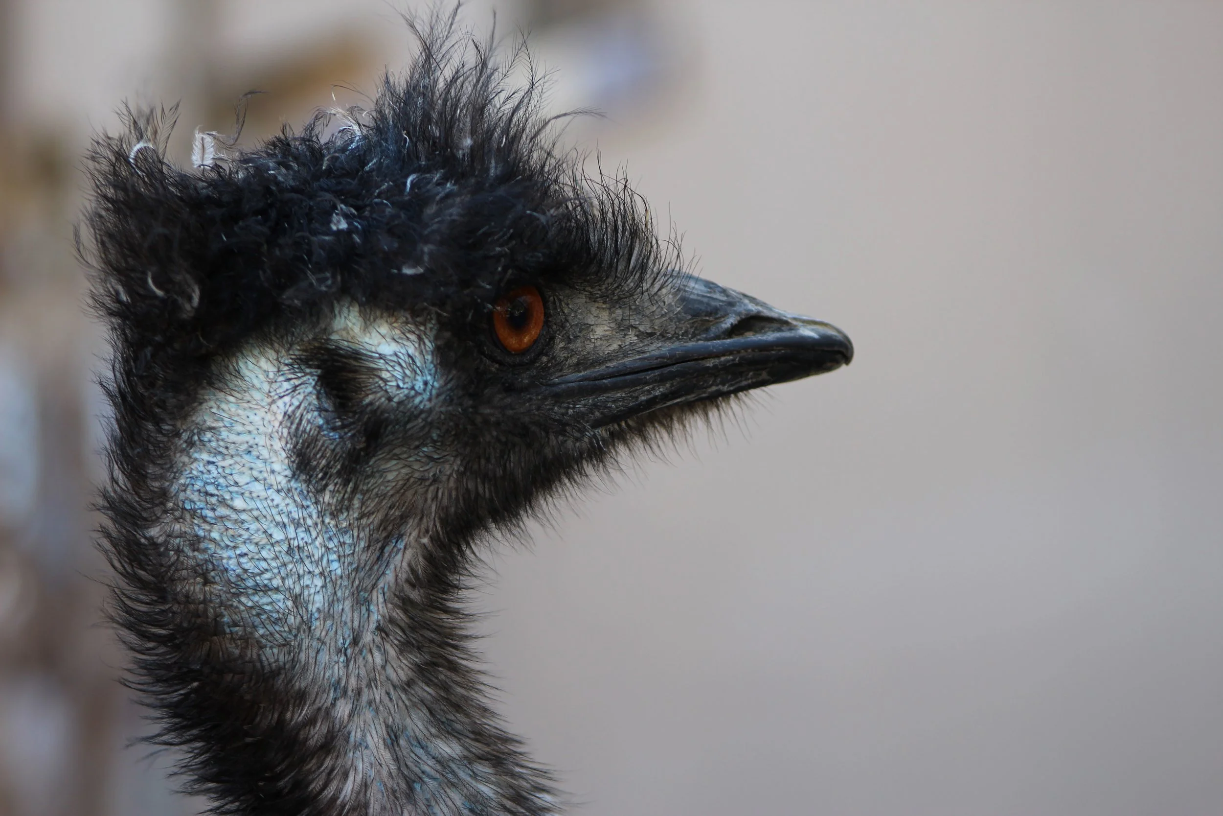 cheyenne mountain zoo | february 2016