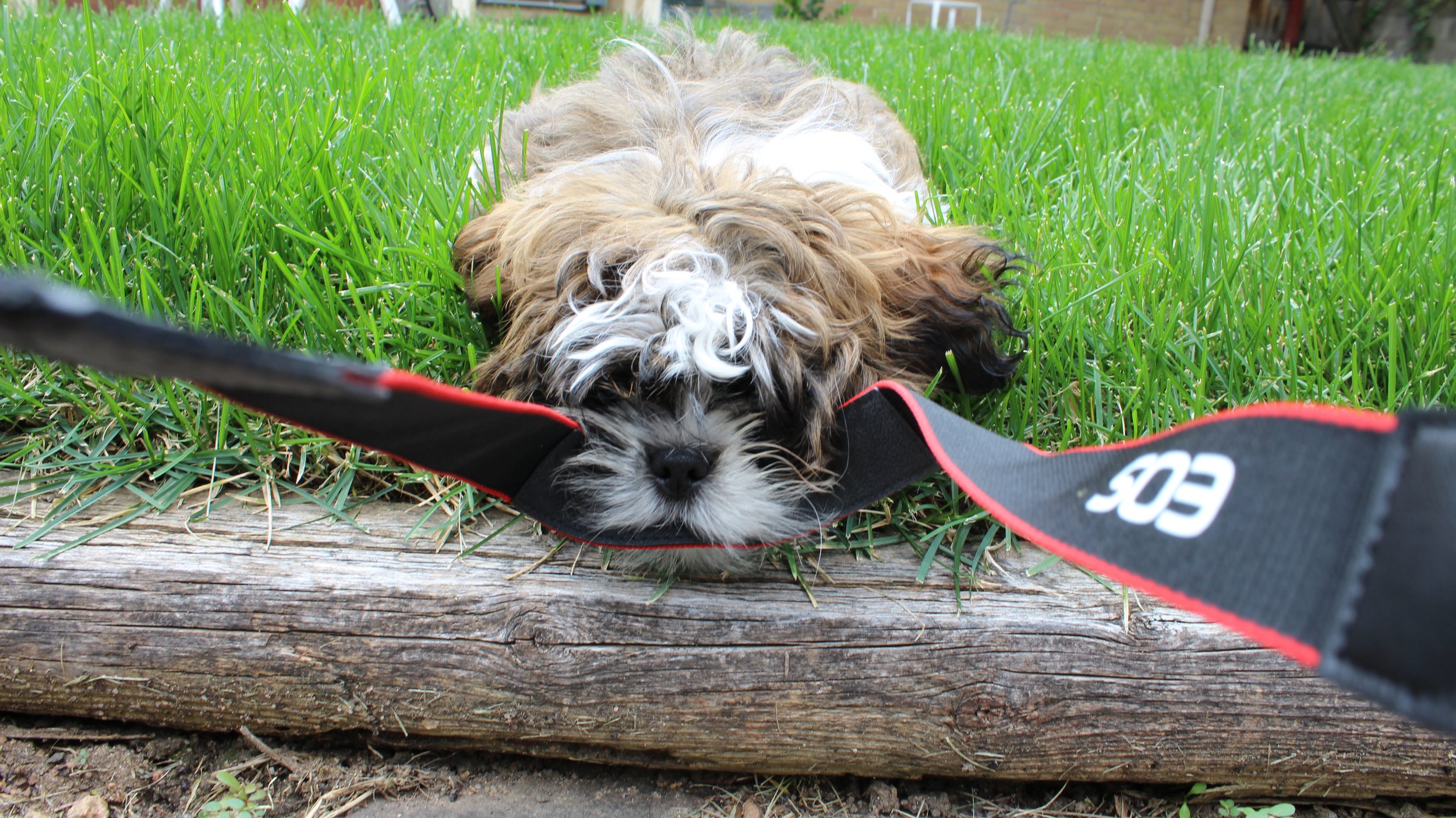 colorado springs | july 2015