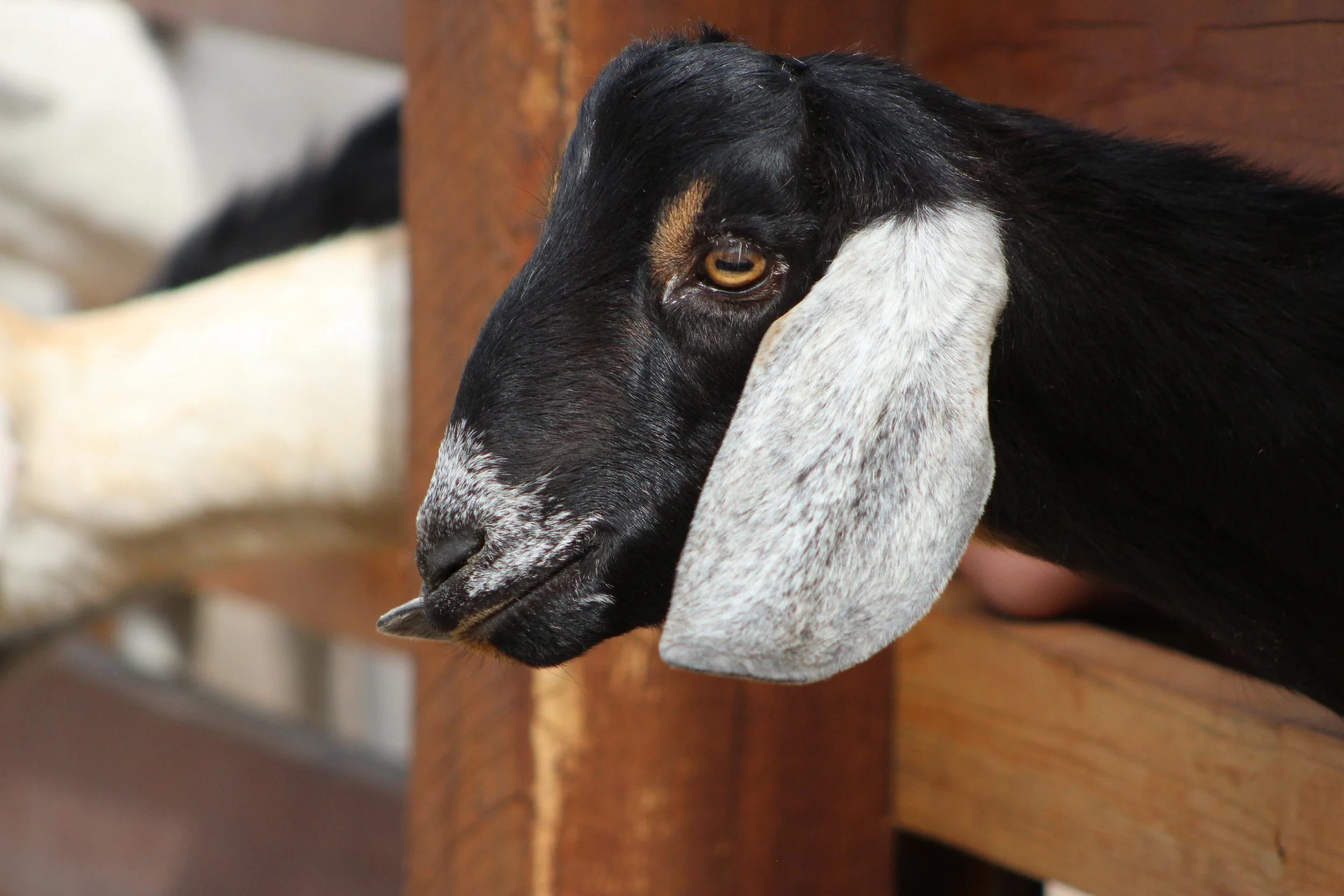 cheyenne mountain zoo | may 2017 