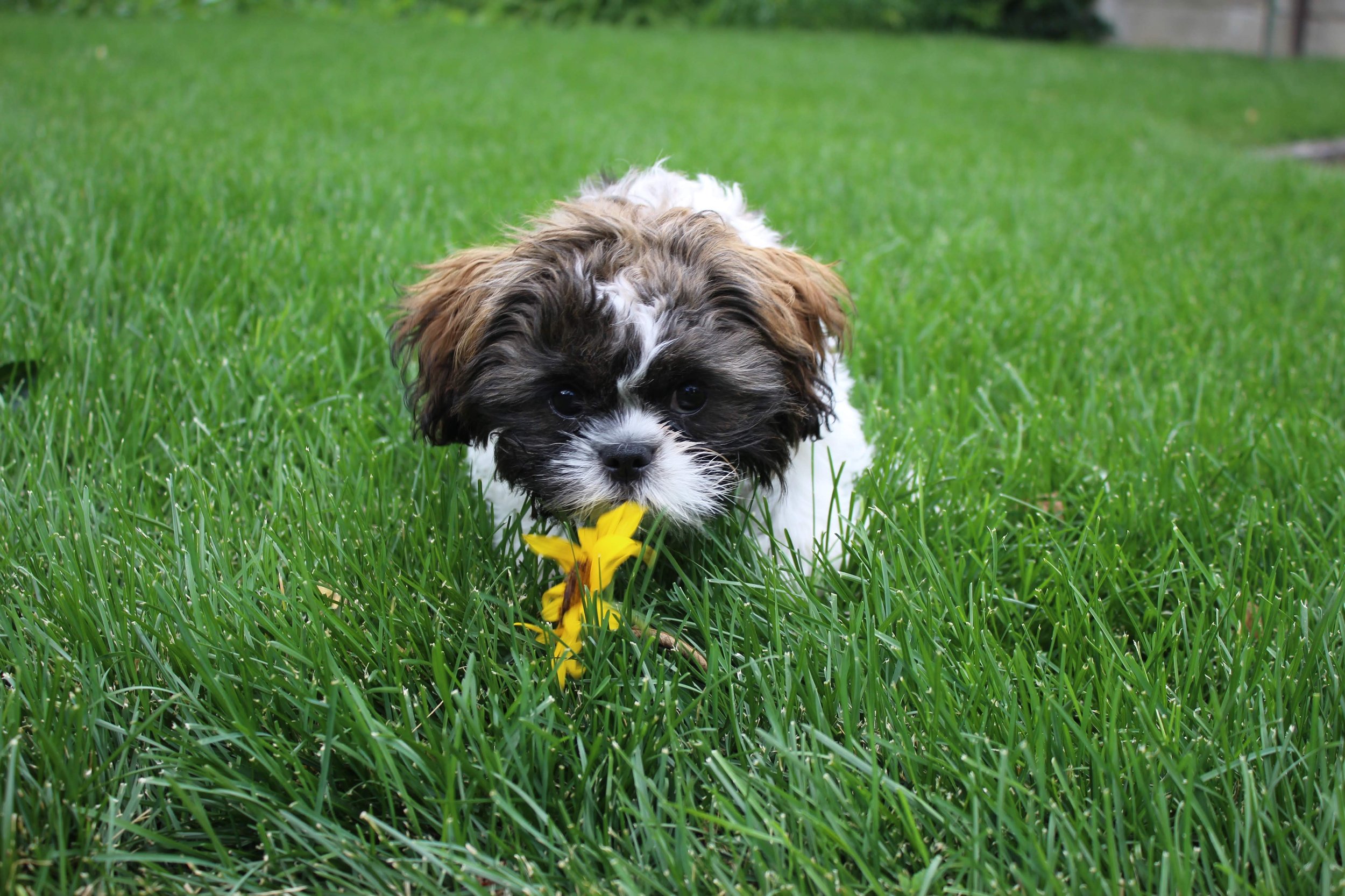 colorado springs | august 2015