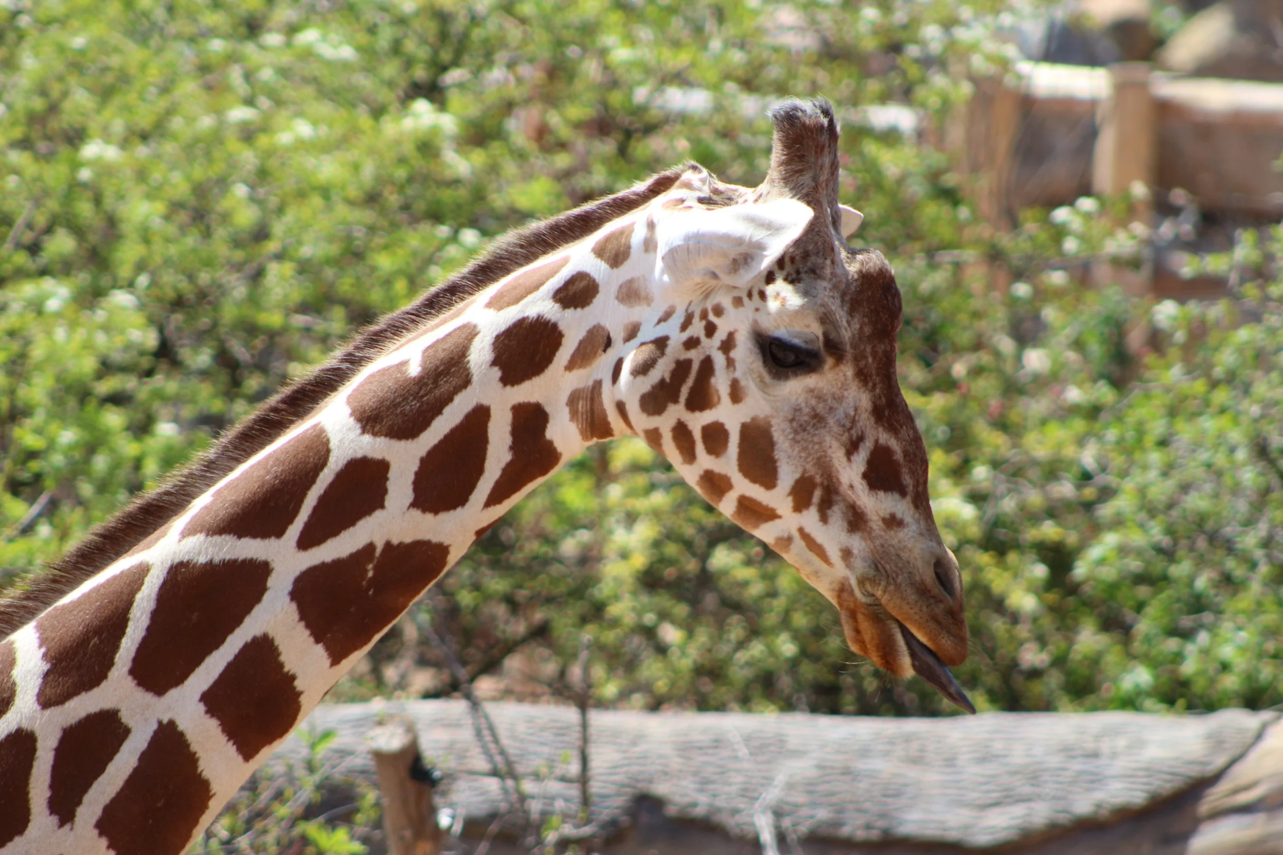 cheyenne mountain zoo | may 2017 