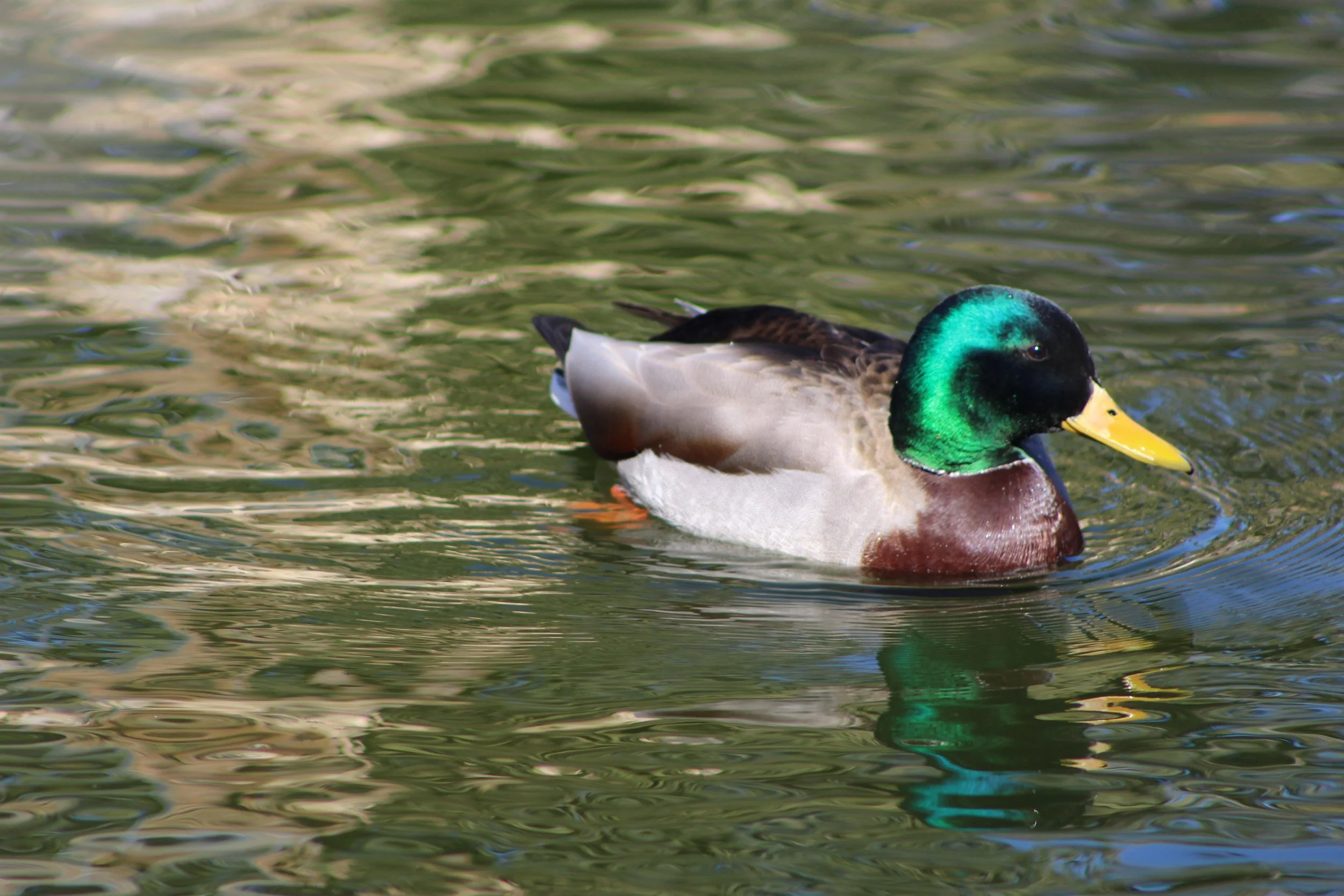 cheyenne mountain zoo | february 2016
