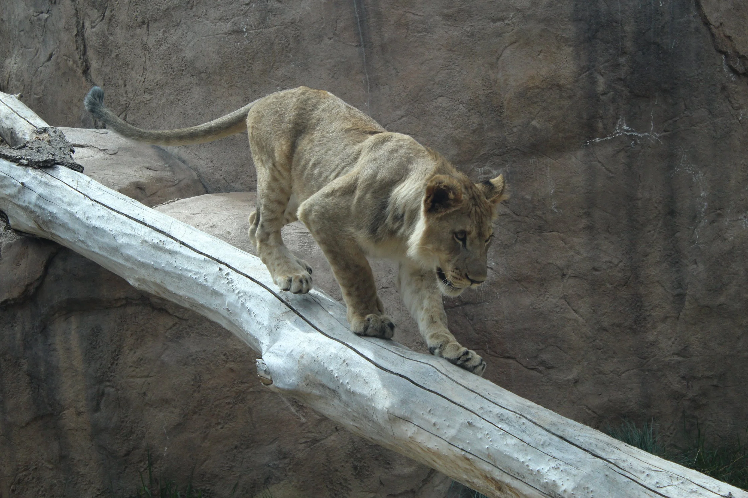 cheyenne mountain zoo | may 2016