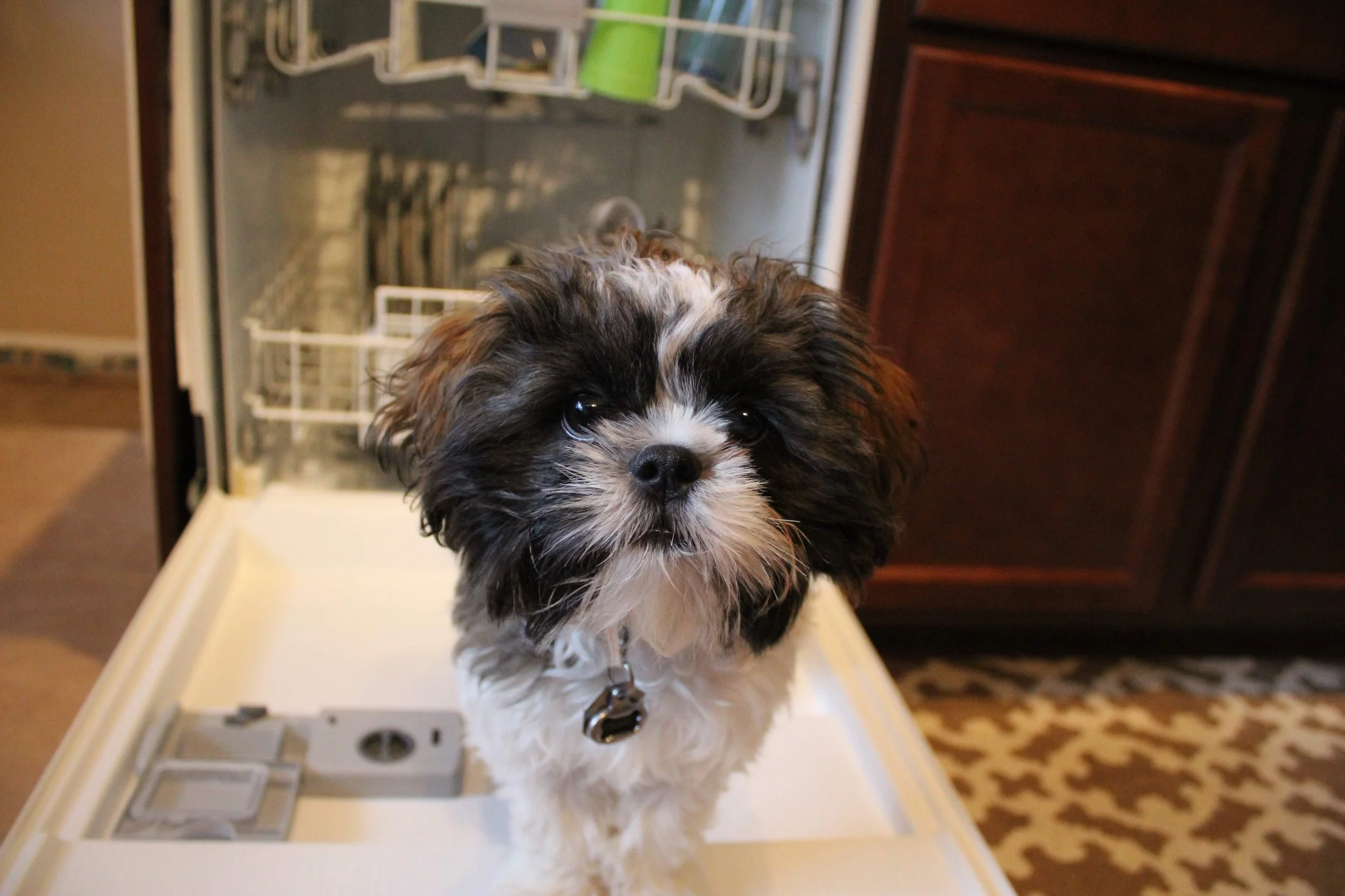 colorado springs | august 2015