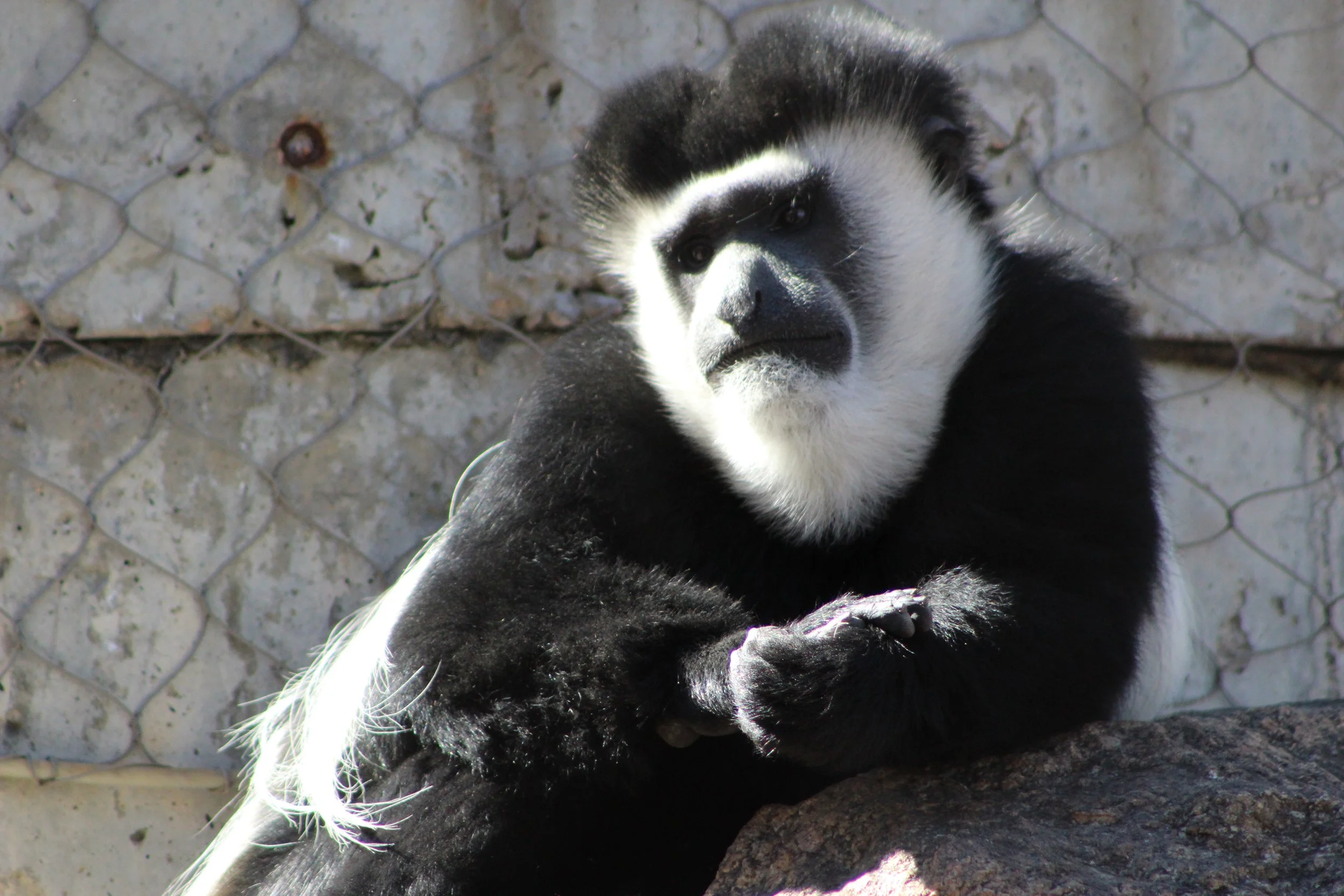 cheyenne mountain zoo | february 2016