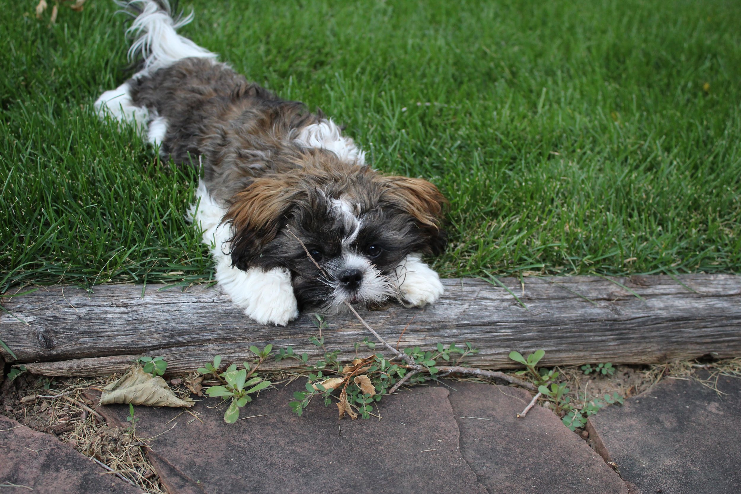 colorado springs | august 2015