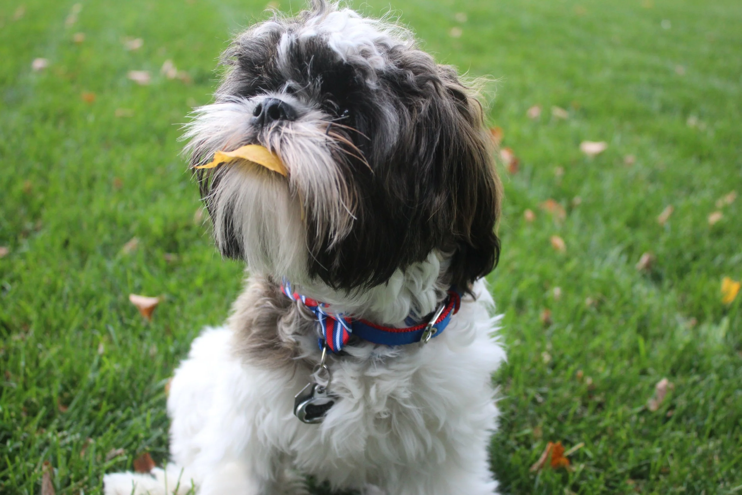 colorado springs | october 2015