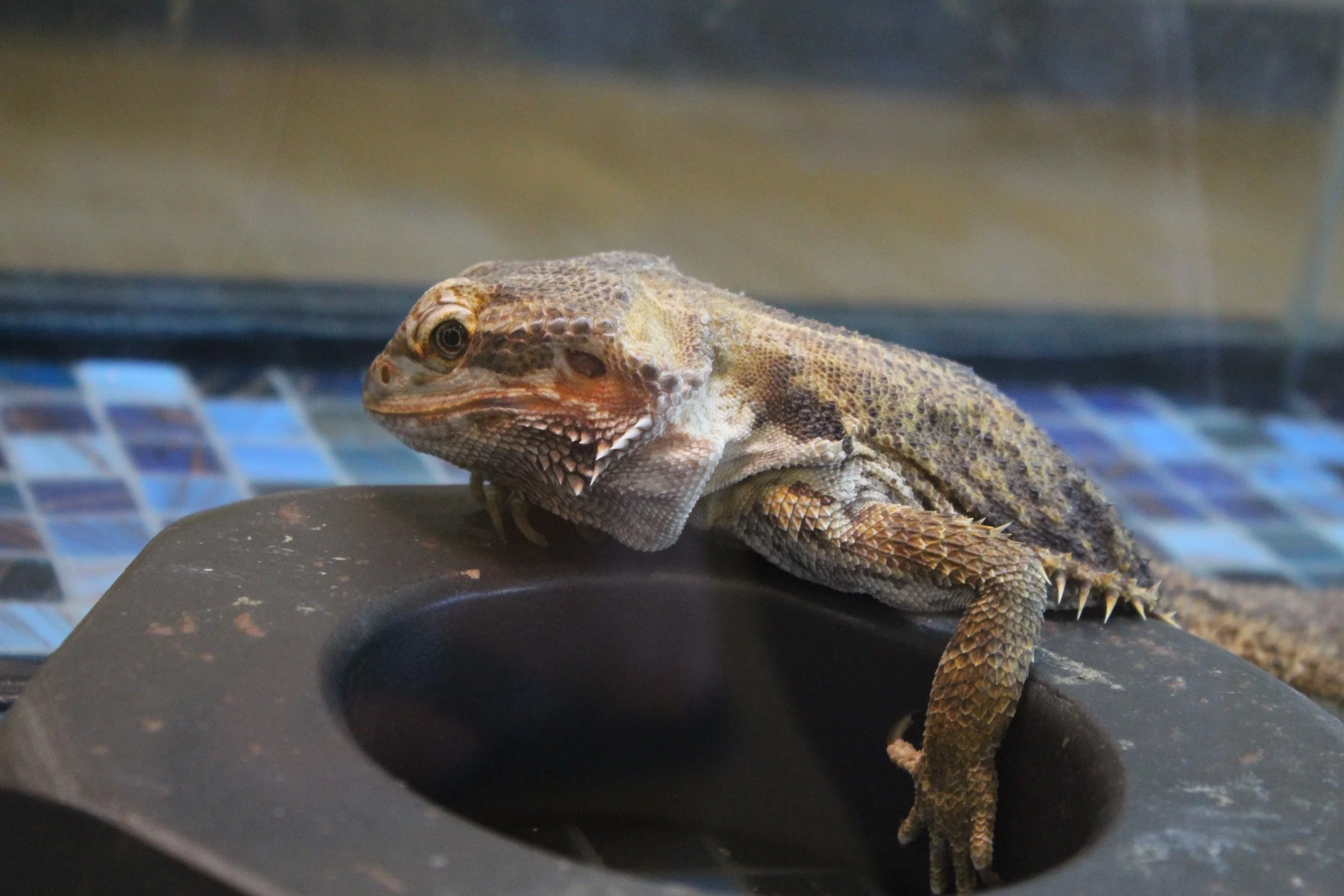 cheyenne mountain zoo | august 2015 