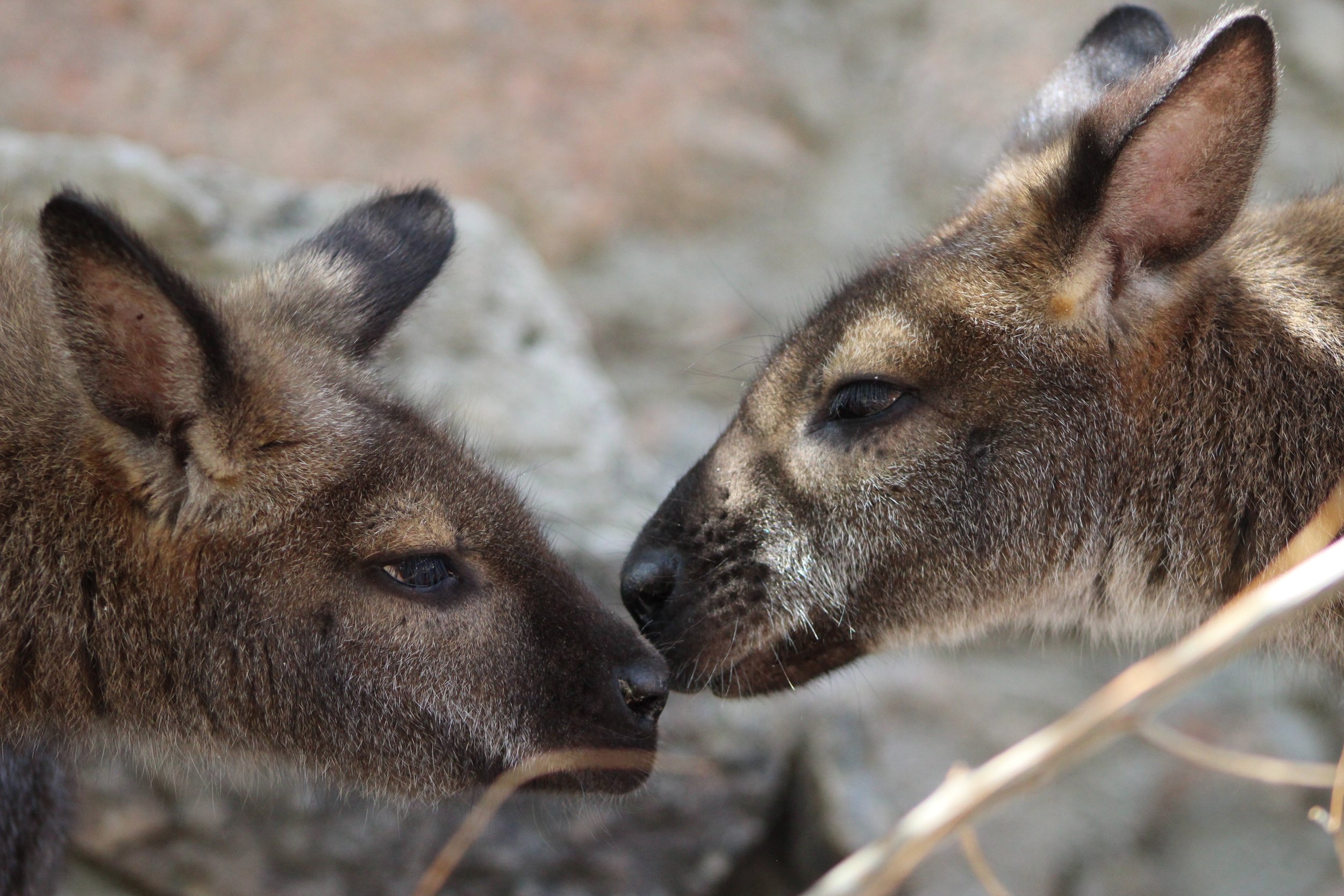 cheyene mountain zoo | may 2017