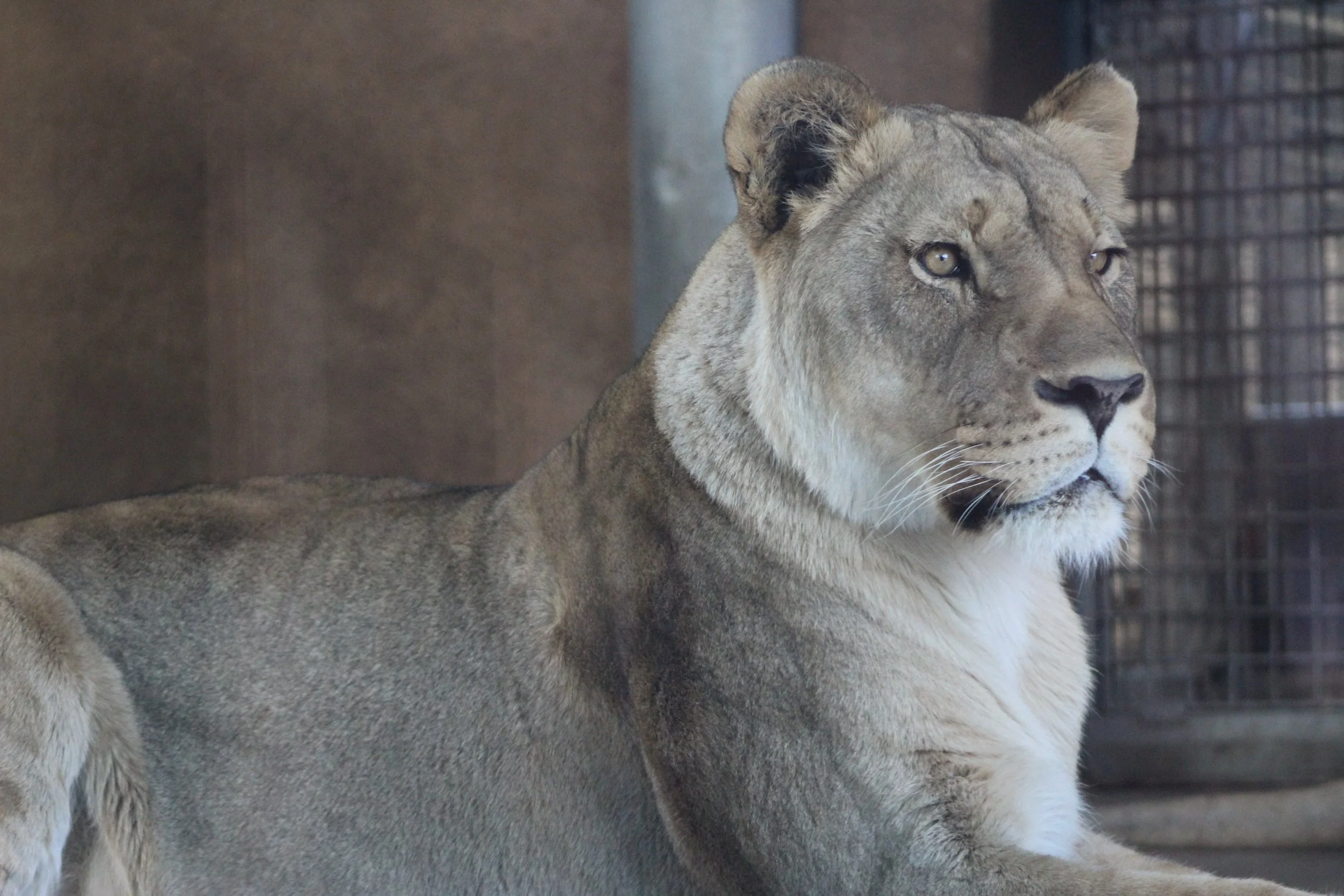 cheyene mountain zoo | may 2017