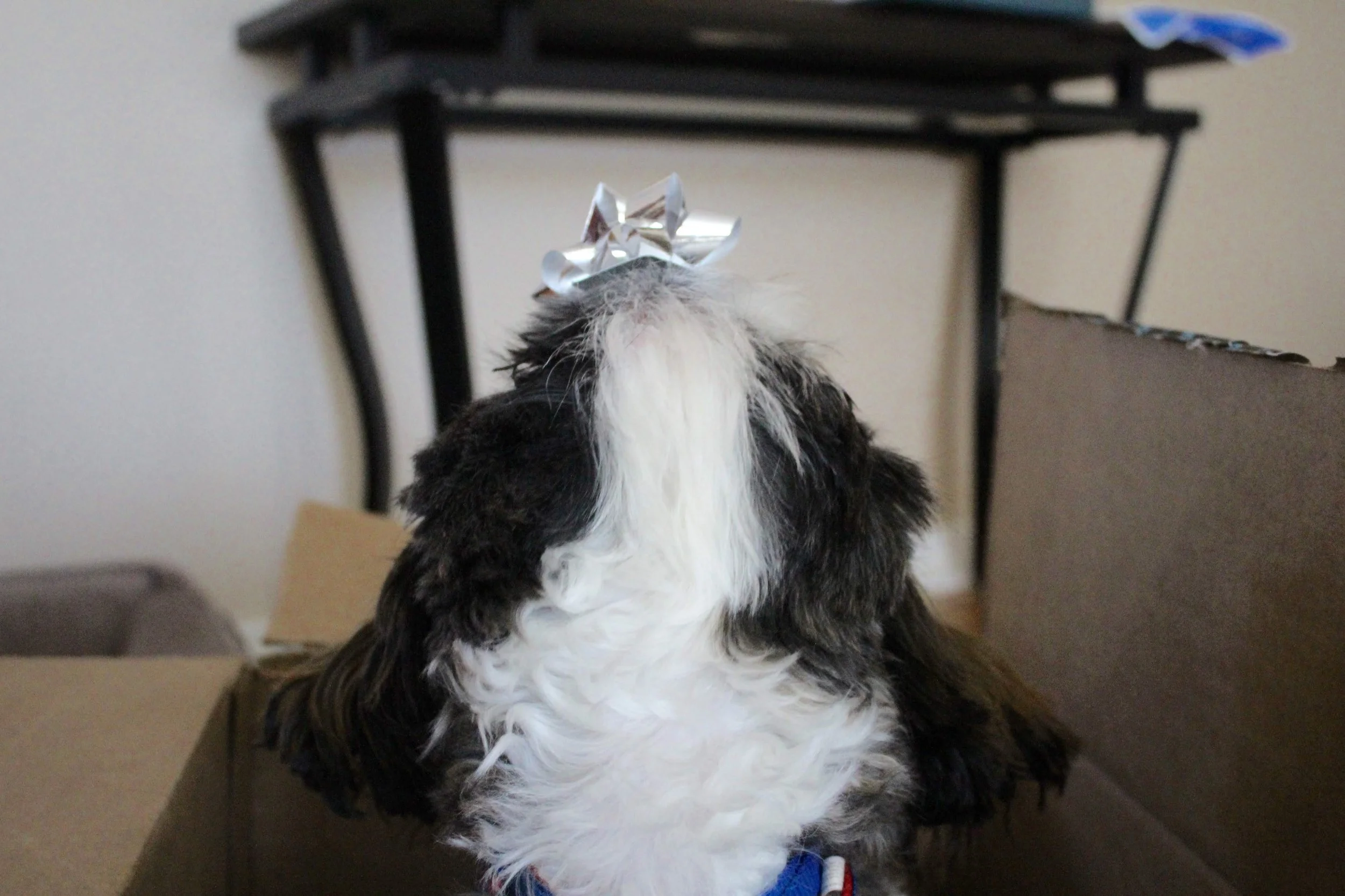 colorado springs | december 2015 