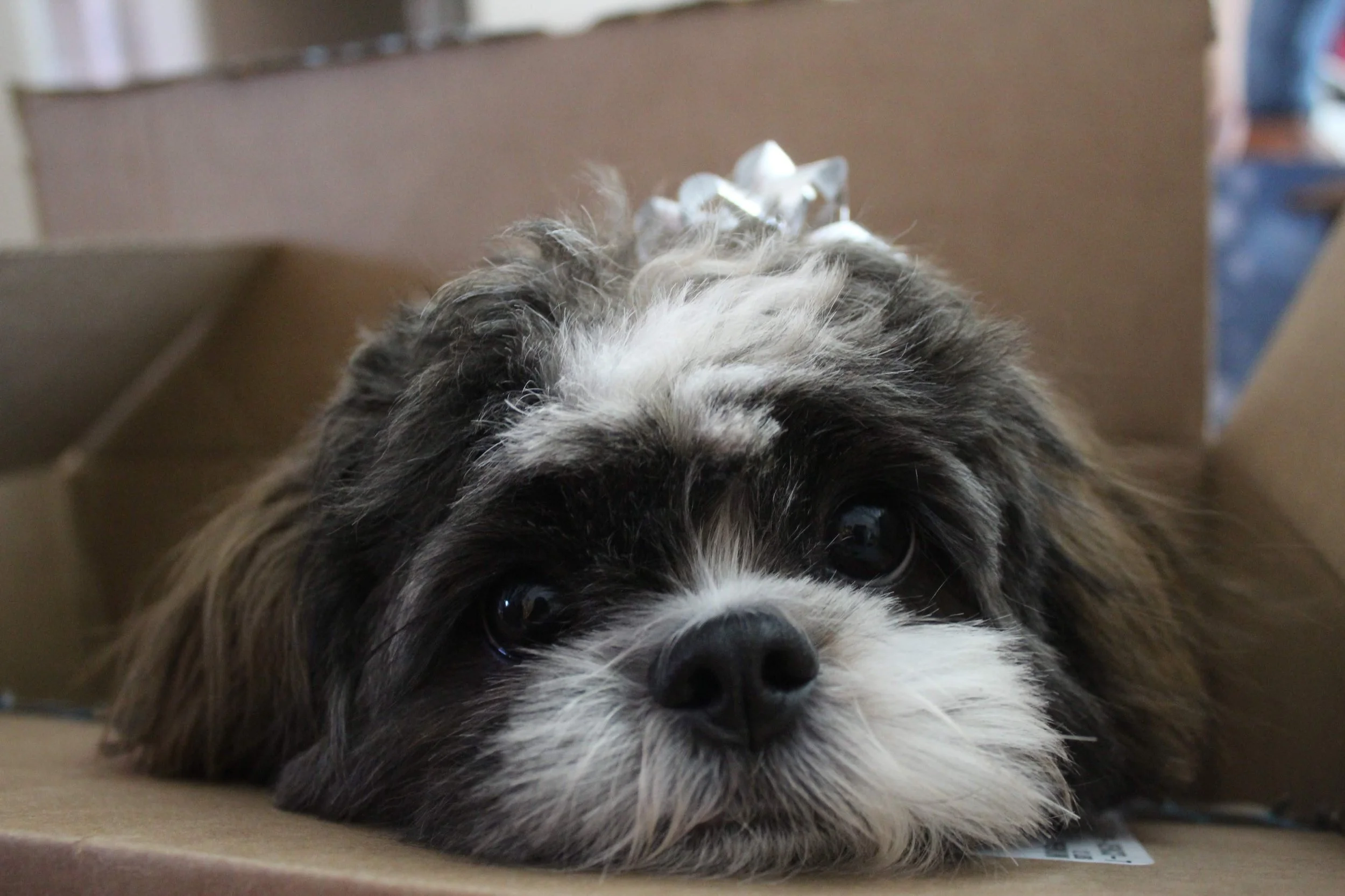 colorado springs | december 2015