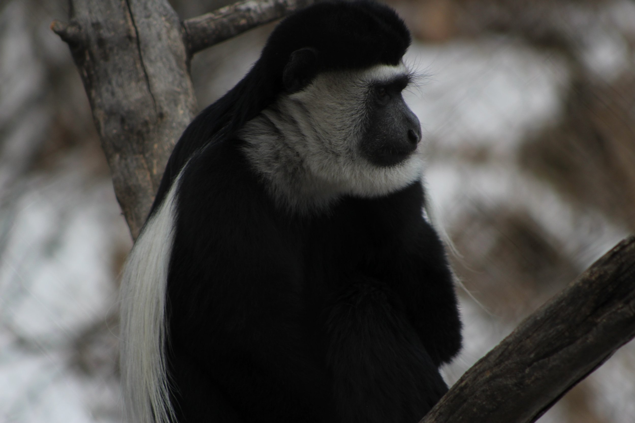 cheyenne mountain zoo | december 2016