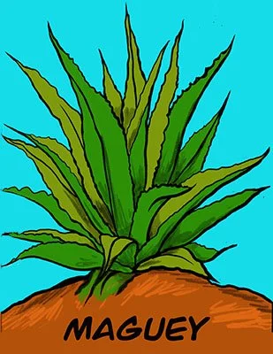 Maguey 2-hr