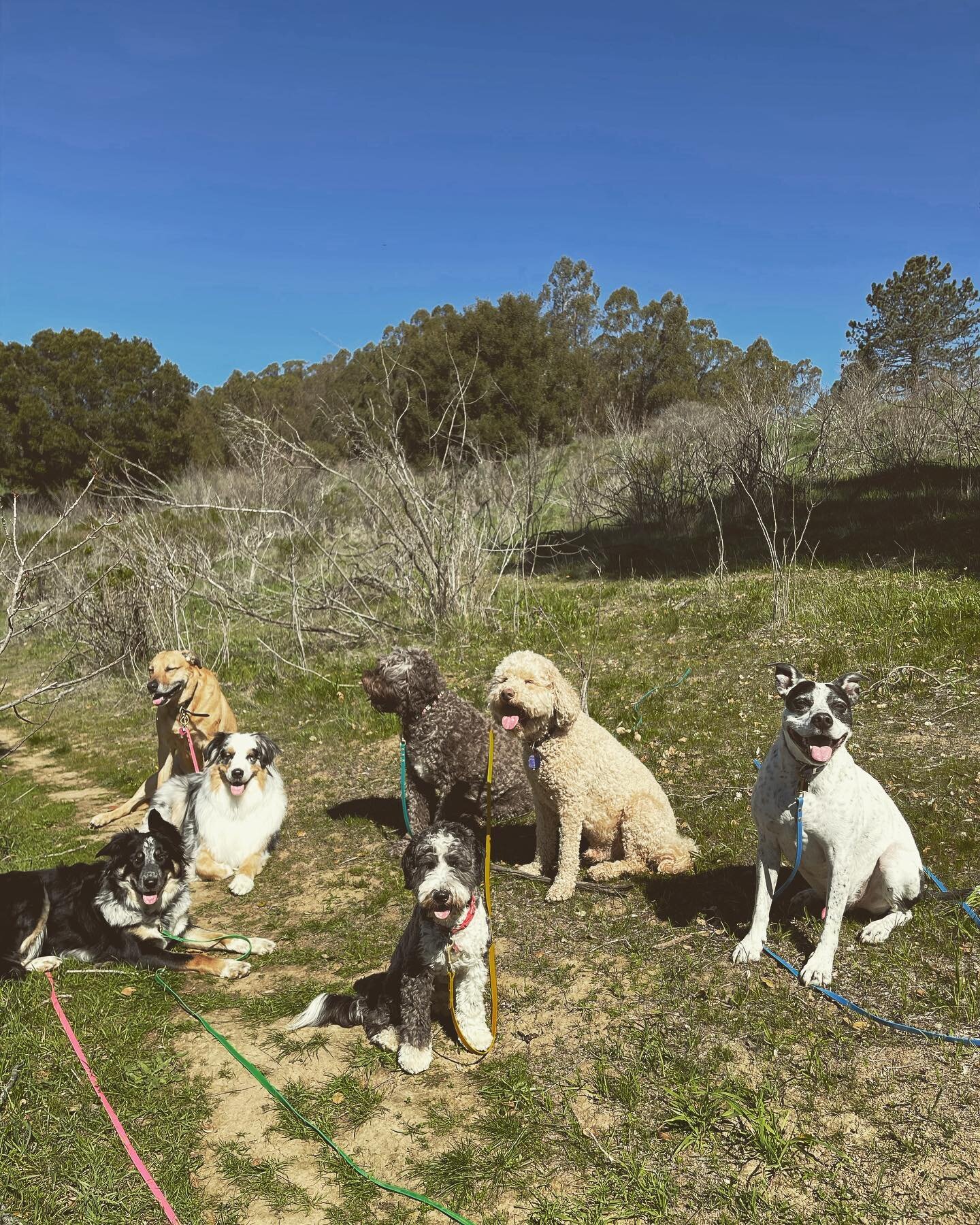 One dog here we&rsquo;ve been walking for 10 years and one for just a couple of weeks! Can you guess who is who?  #dirtydog #dirtydoghikes #ebrp #ebrpd #dogwalking #dogwalkers #offleash #doghikes #doghiking #oaklanddog #oaklanddogs #oaklanddogwalking