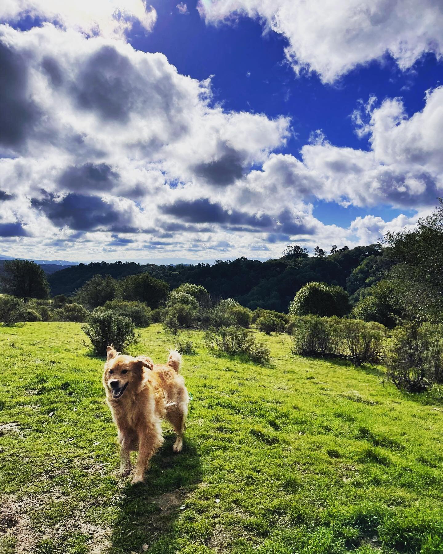 Jumping into Monday with this beautiful Bay weather! #dirtydog #dirtydoghikes #ebrp #ebrpd #dogwalking #dogwalkers #offleash #doghikes #doghiking #oaklanddog #oaklanddogs #oaklanddogwalking
#oaklanddogwalker #puppro #doggo #doggos #puppy #pup #pupper
