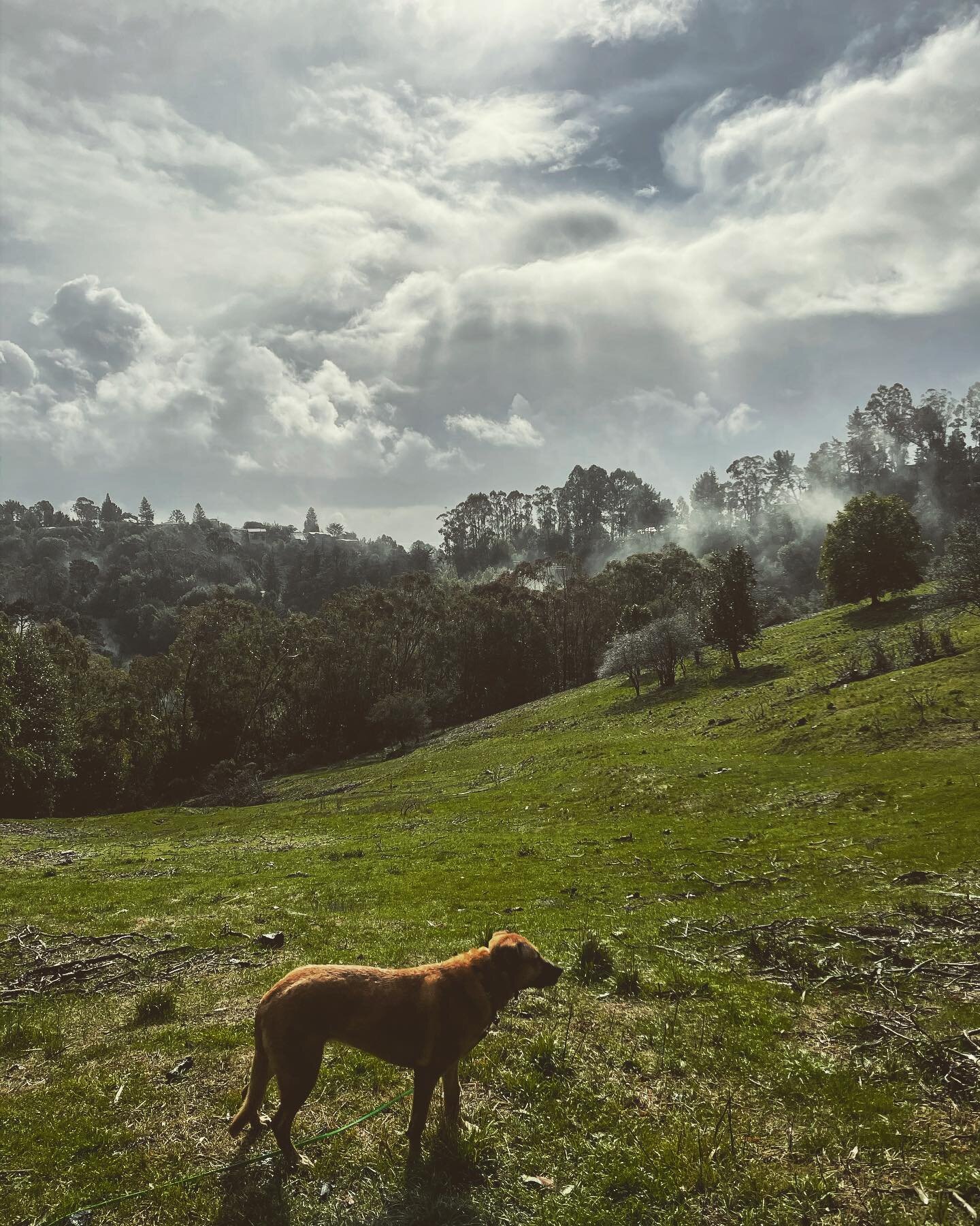 Thankful for this moment of sun after a hike in the rain and hail! #dirtydog #dirtydoghikes #ebrp #ebrpd #dogwalking #dogwalkers #offleash #doghikes #doghiking #oaklanddog #oaklanddogs #oaklanddogwalking
#oaklanddogwalker #puppro #doggo #doggos #pupp