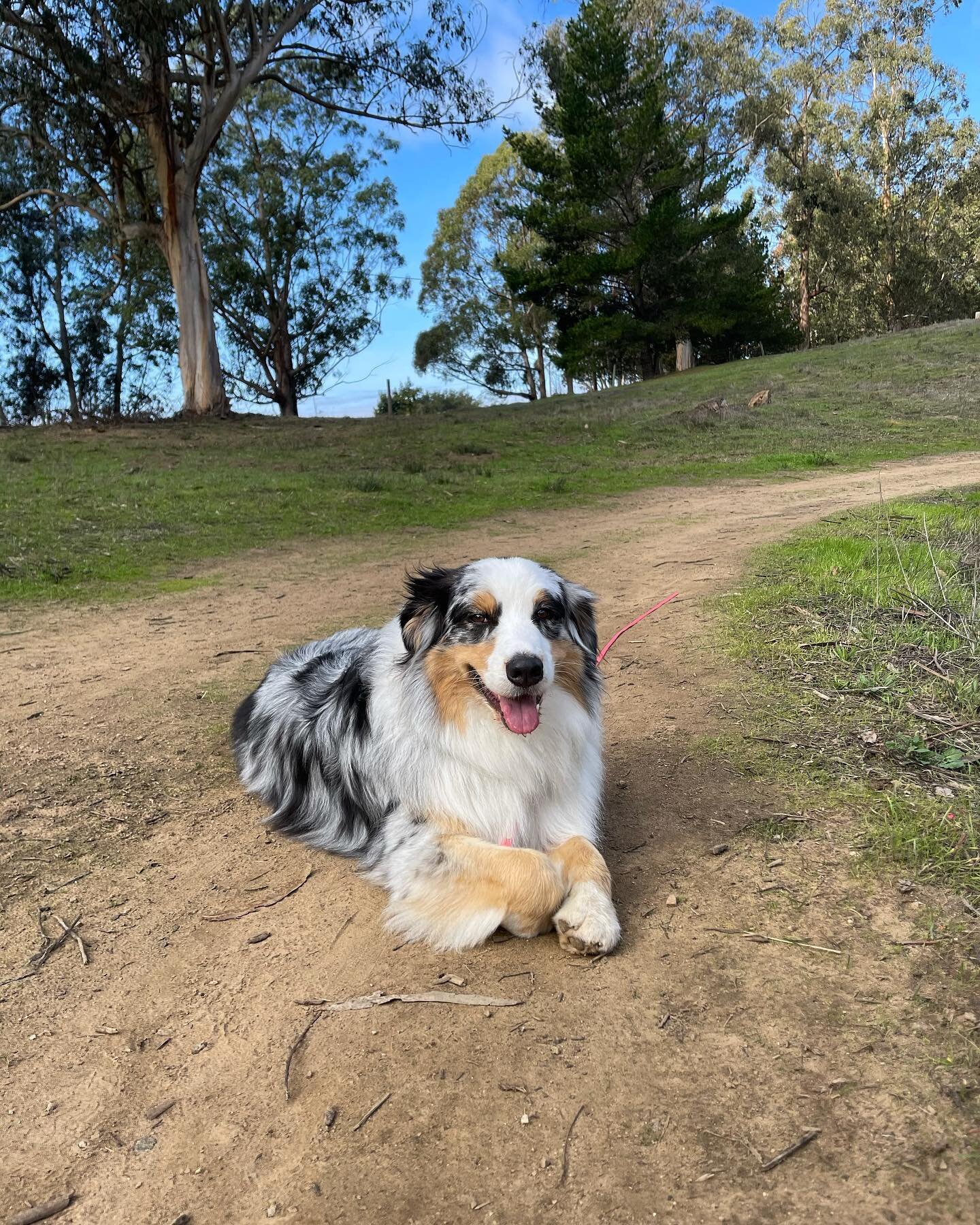 Welcome *back* to the pack Gromit! #dirtydog #dirtydoghikes #ebrp #ebrpd #dogwalking #dogwalkers #offleash #doghikes #doghiking #oaklanddog #oaklanddogs #oaklanddogwalking
#oaklanddogwalker #puppro #doggo #doggos #puppy #pup #pupper #puppo #dogsofoak