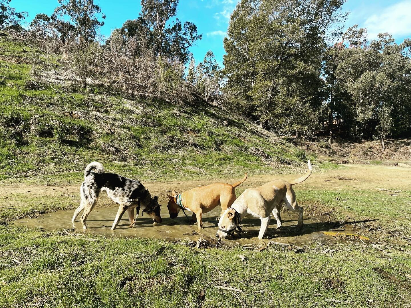 A meeting at the local watering hole #dirtydog #dirtydoghikes #ebrp #ebrpd #dogwalking #dogwalkers #offleash #doghikes #doghiking #oaklanddog #oaklanddogs #oaklanddogwalking
#oaklanddogwalker #puppro #doggo #doggos #puppy #pup #pupper #puppo #dogsofo