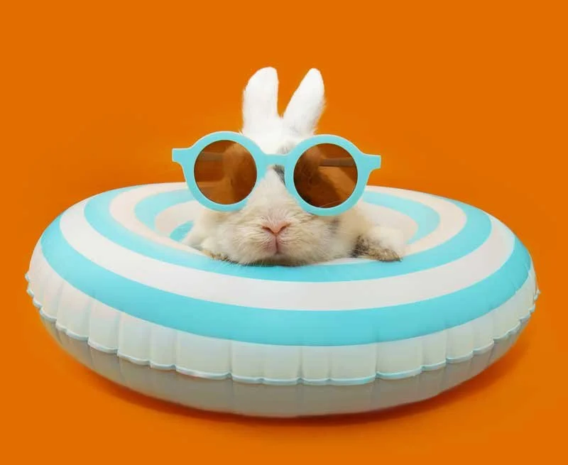 Bunny in Sunglasses