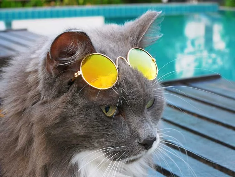 Cat by pool