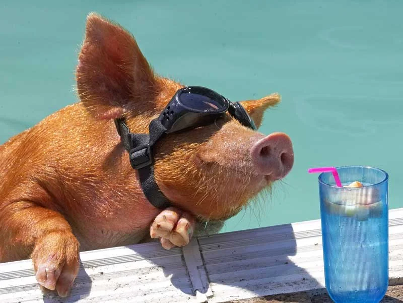Pig in pool