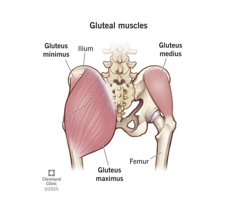 The Bad Case of Dead Butt Syndrome