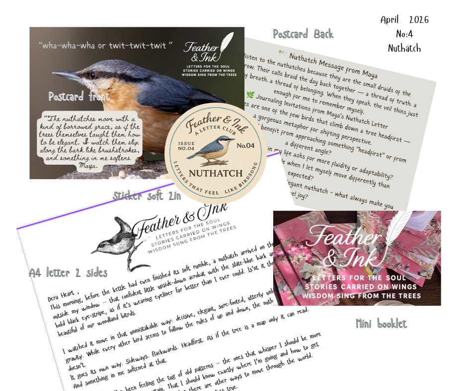 April 26 Nuthatch for webpage  .png