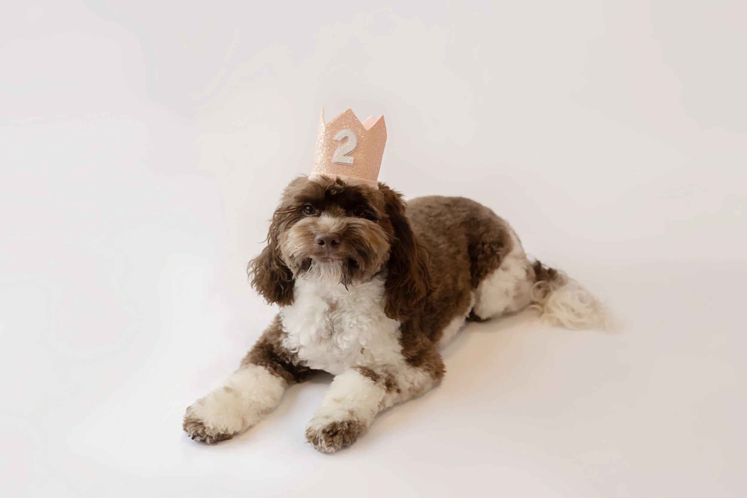 Baxter 6266.jpg