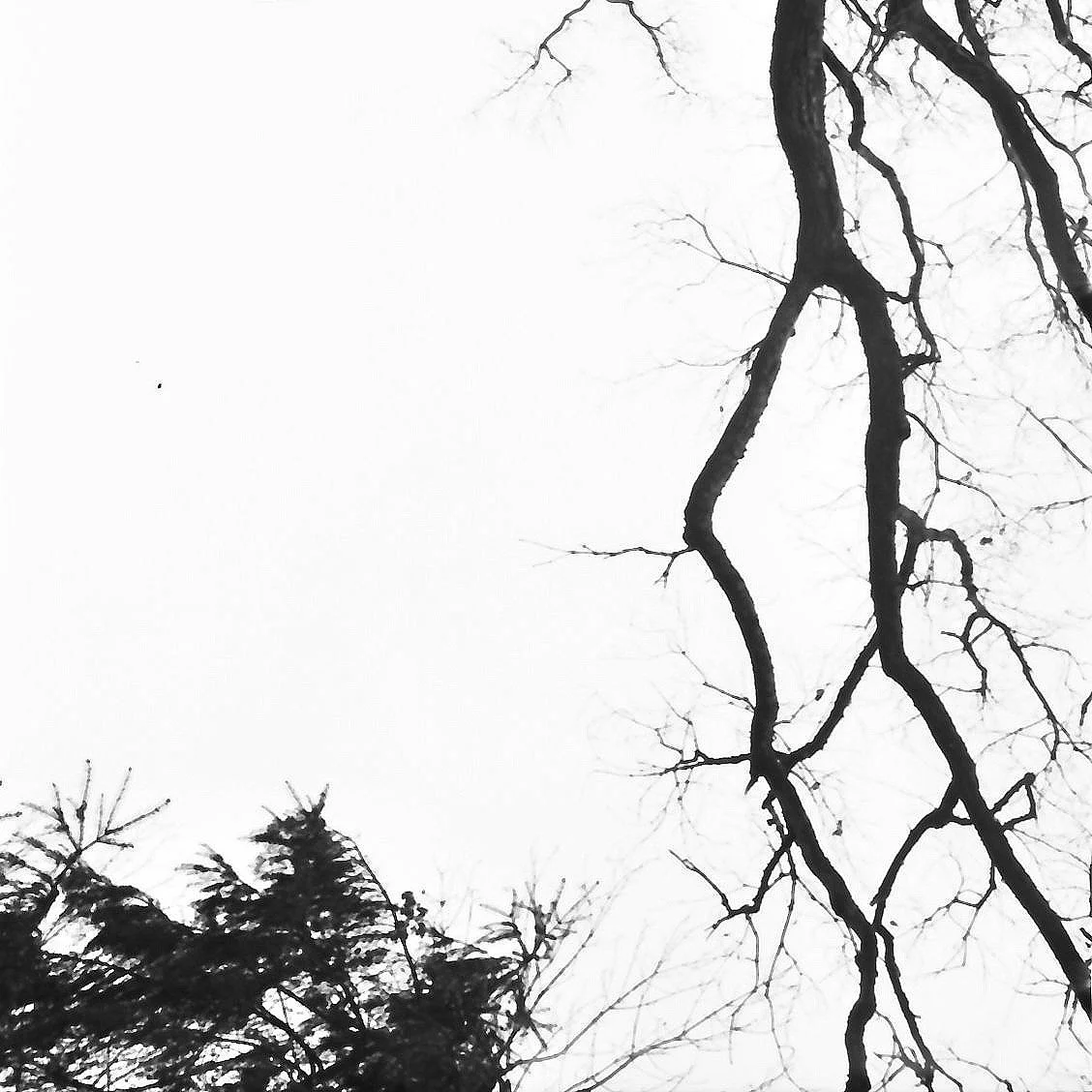 Baumzweige gegen den Himmel – analoge Schwarzweiß-Fotografie aus der Serie UNDER_TREES von Manuela Ecker