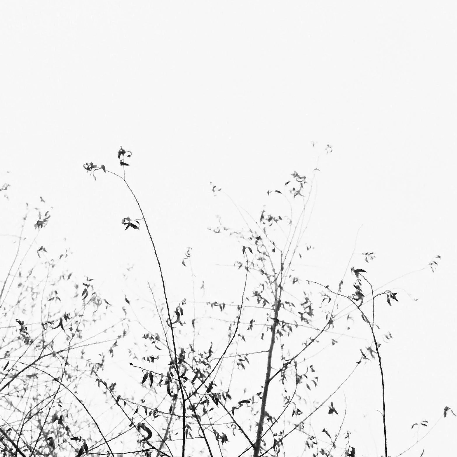 Baumzweige gegen den Himmel – analoge Schwarzweiß-Fotografie aus der Serie UNDER_TREES von Manuela Ecker