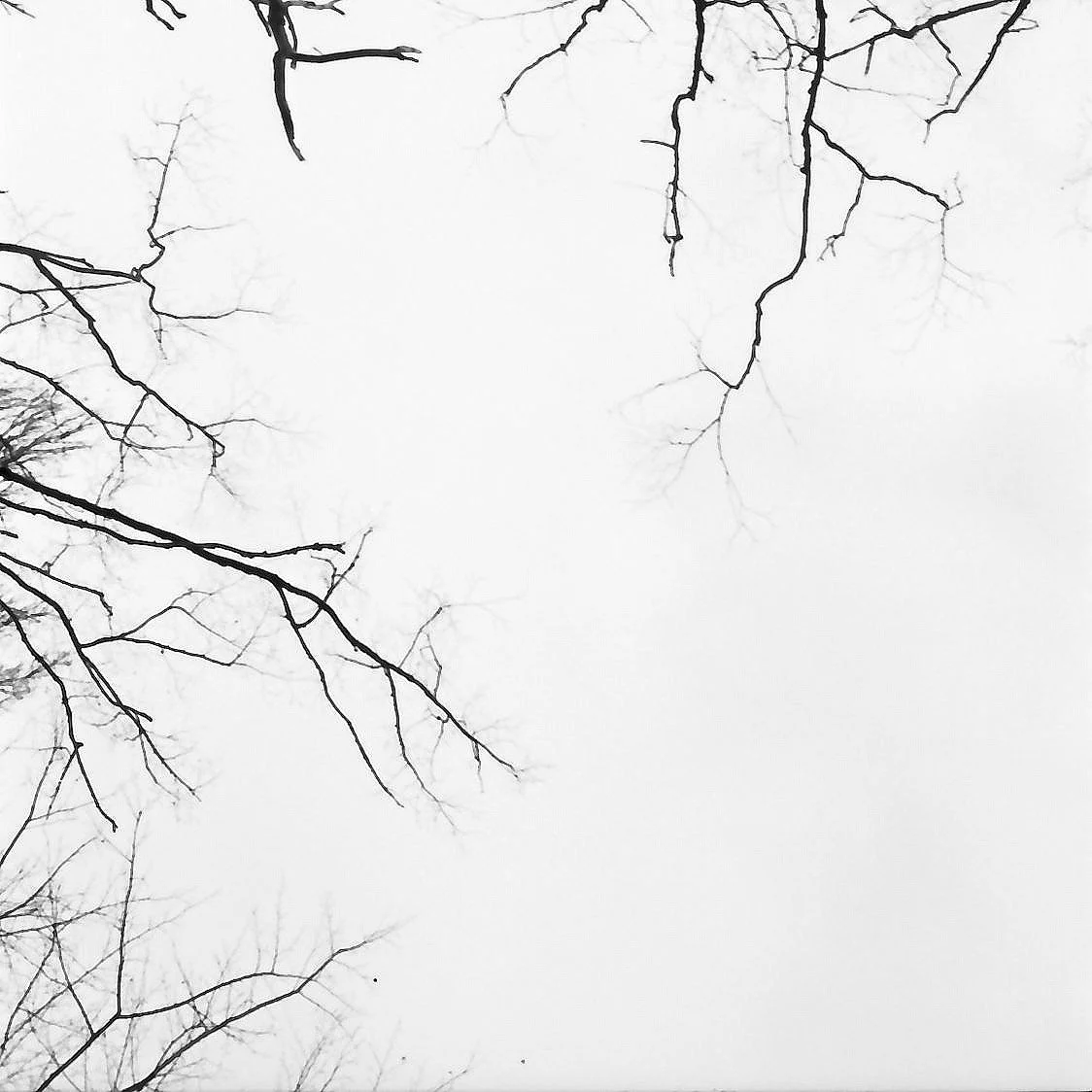 Kahle Baumzweige gegen den Himmel – analoge Schwarzweiß-Fotografie aus der Serie UNDER_TREES von Manuela Ecker